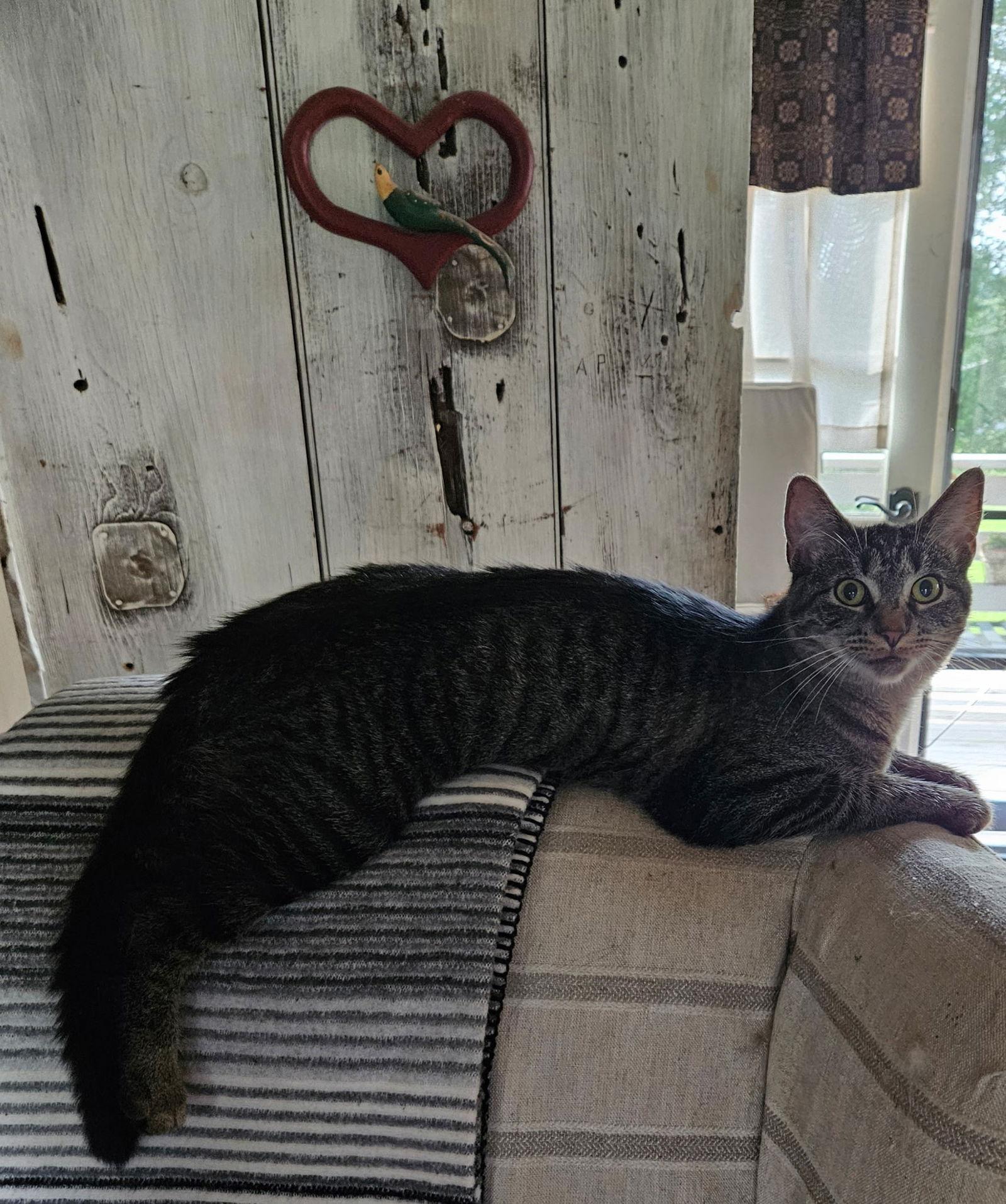 Lila, a Adoptable Domestic Short Hair in Nazareth, PA image 1/3