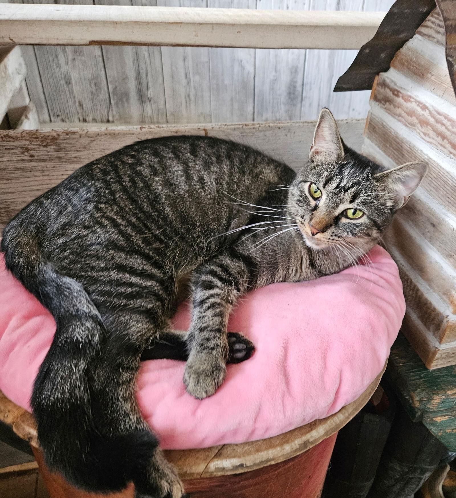 Enlarge Lila, a Adoptable Domestic Short Hair in Nazareth, PA image 1/3