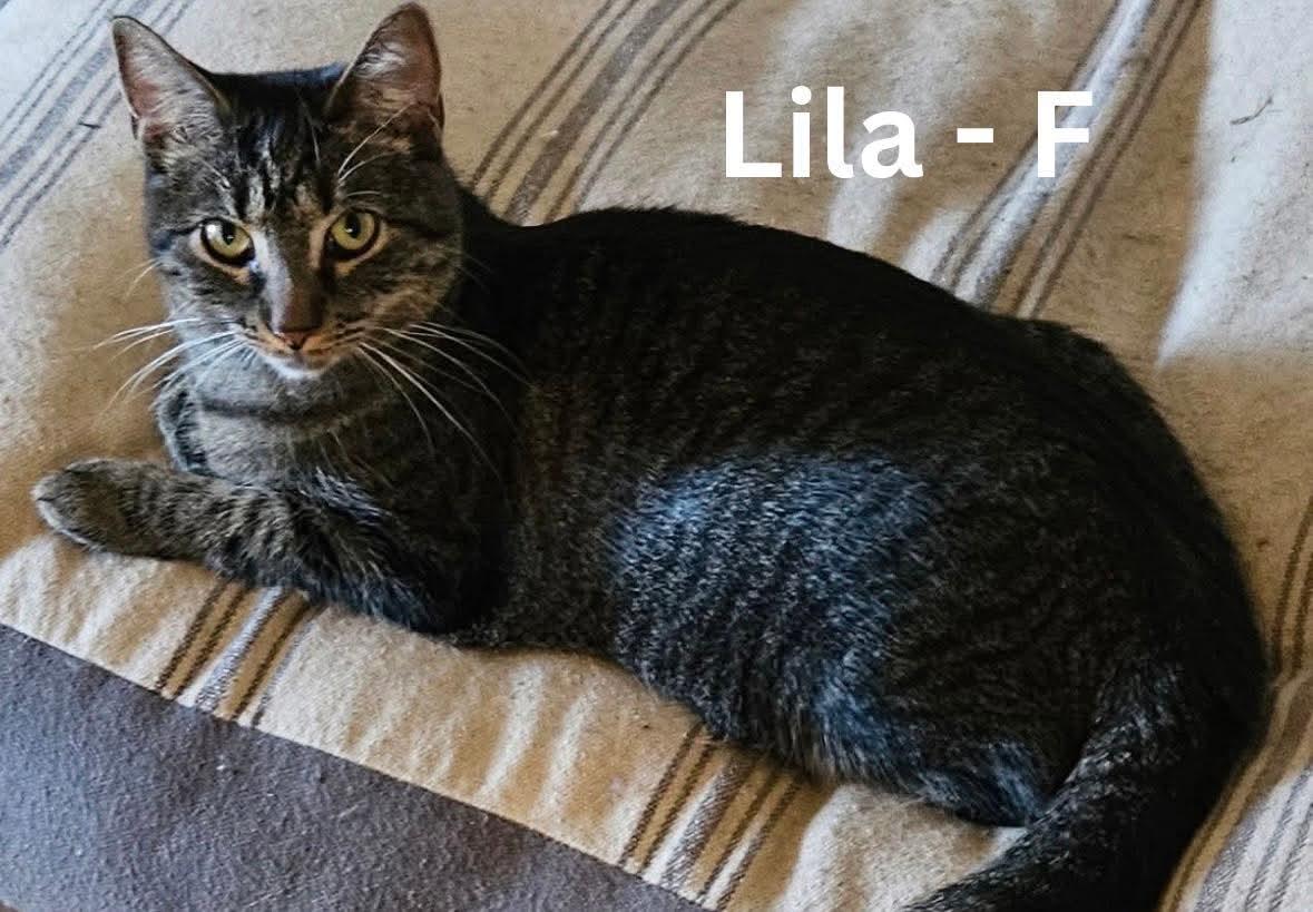 Lila, a Adoptable Domestic Short Hair in Nazareth, PA image 3/3