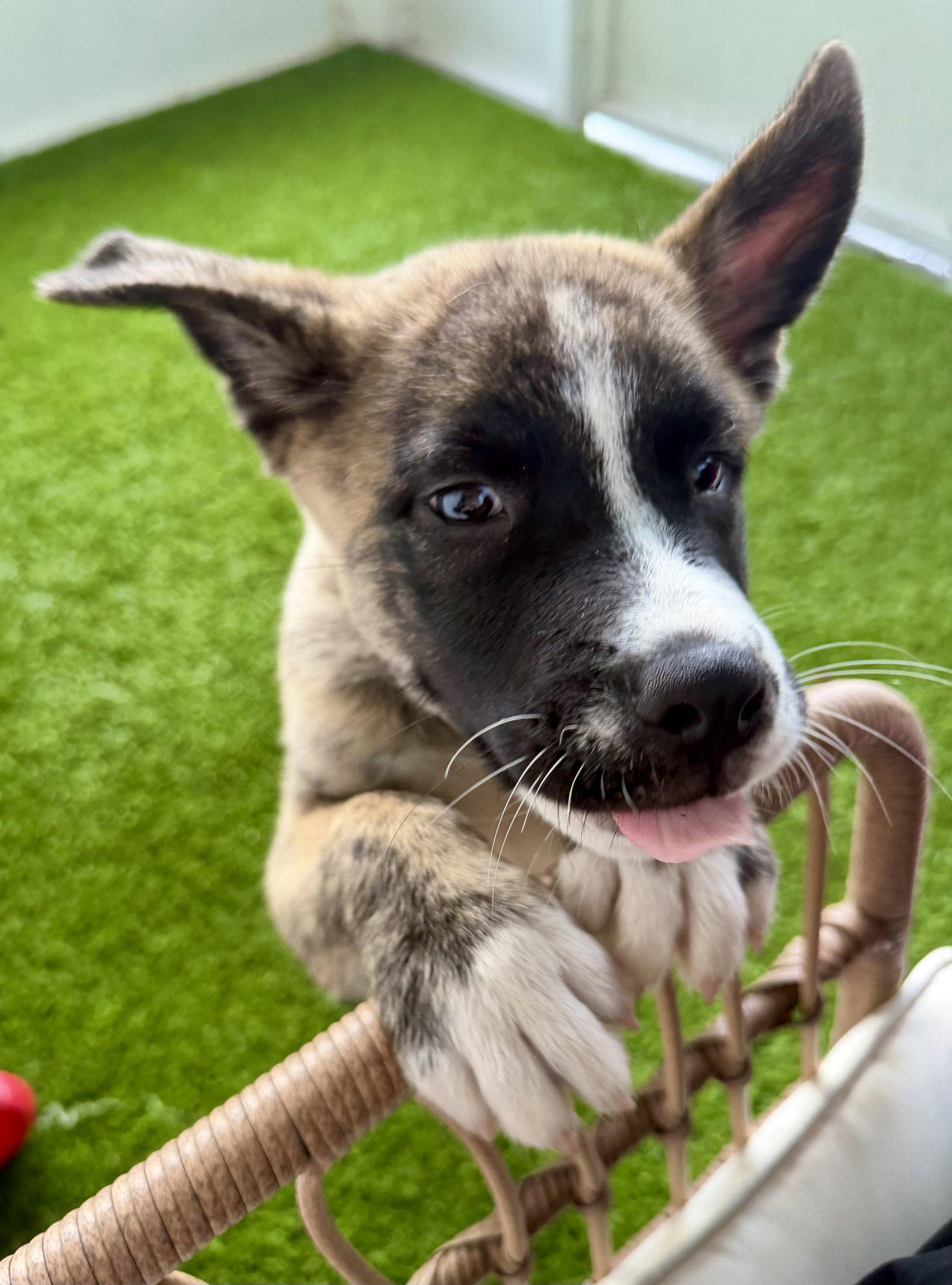 Jack, Adoptable, Puppy Male Hound.