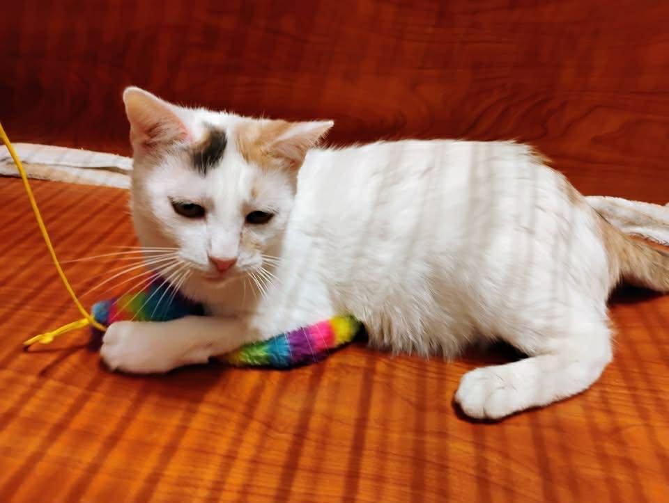 Mimi Mimi, Adoptable, Adult Female Domestic Short Hair & Calico.