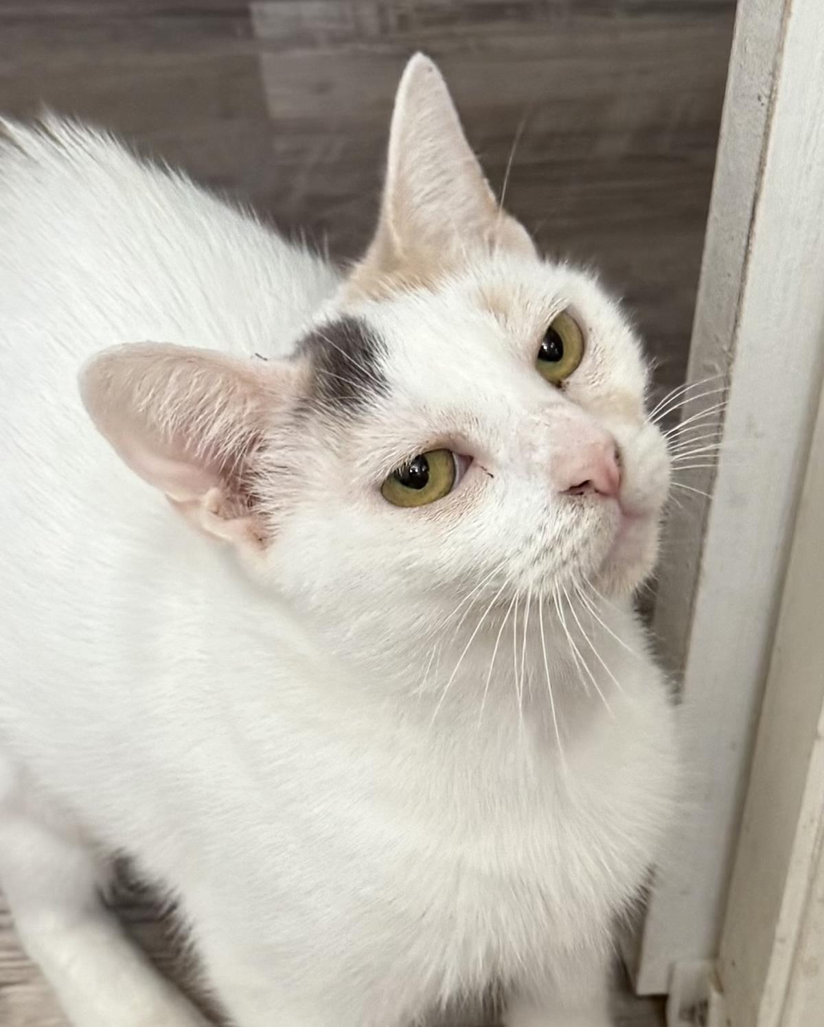 Mimi Mimi, a Adoptable mixed breed in Chandler, AZ image 2/3