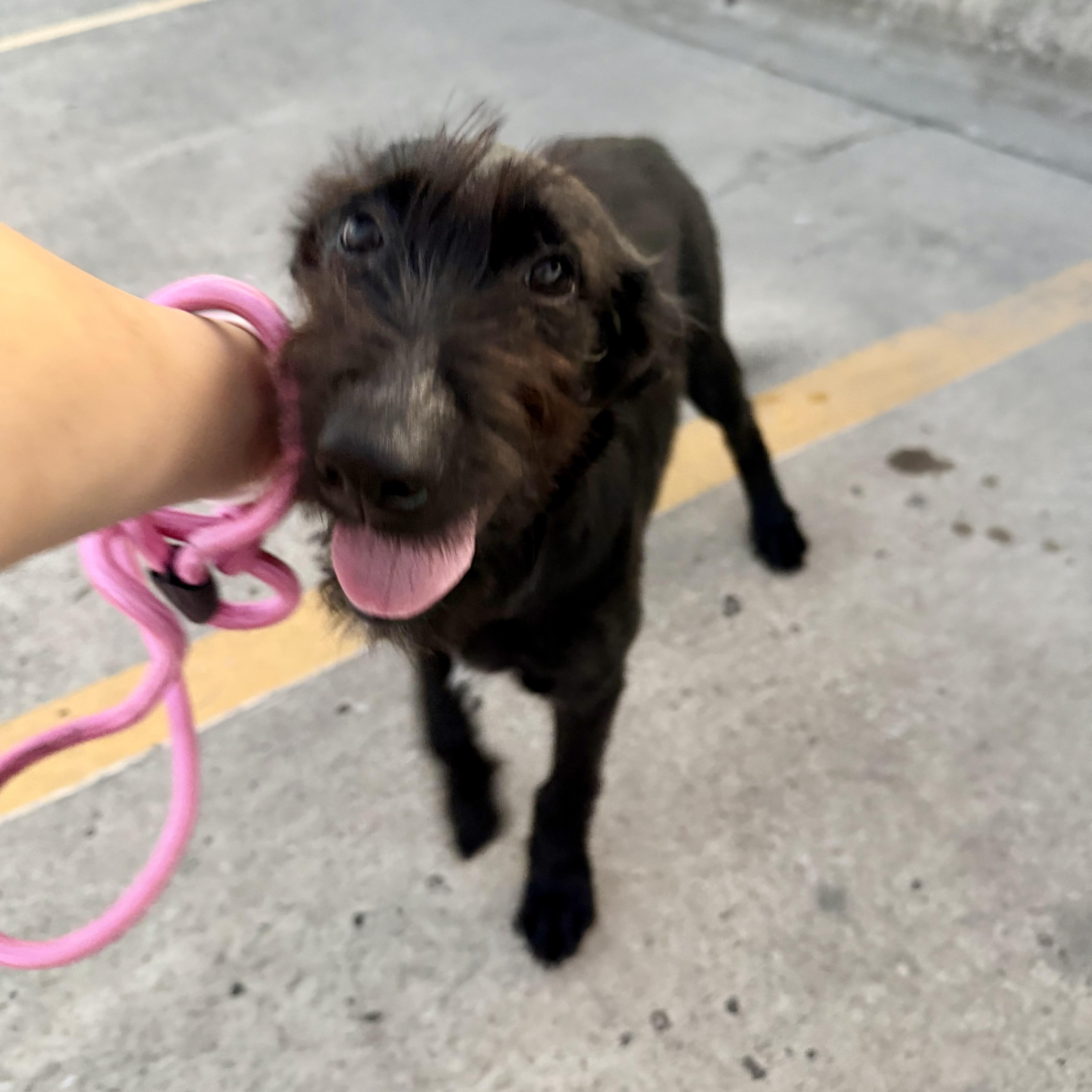 Enlarge Birdie, a Adoptable mixed breed in Chicago, IL image 3/6