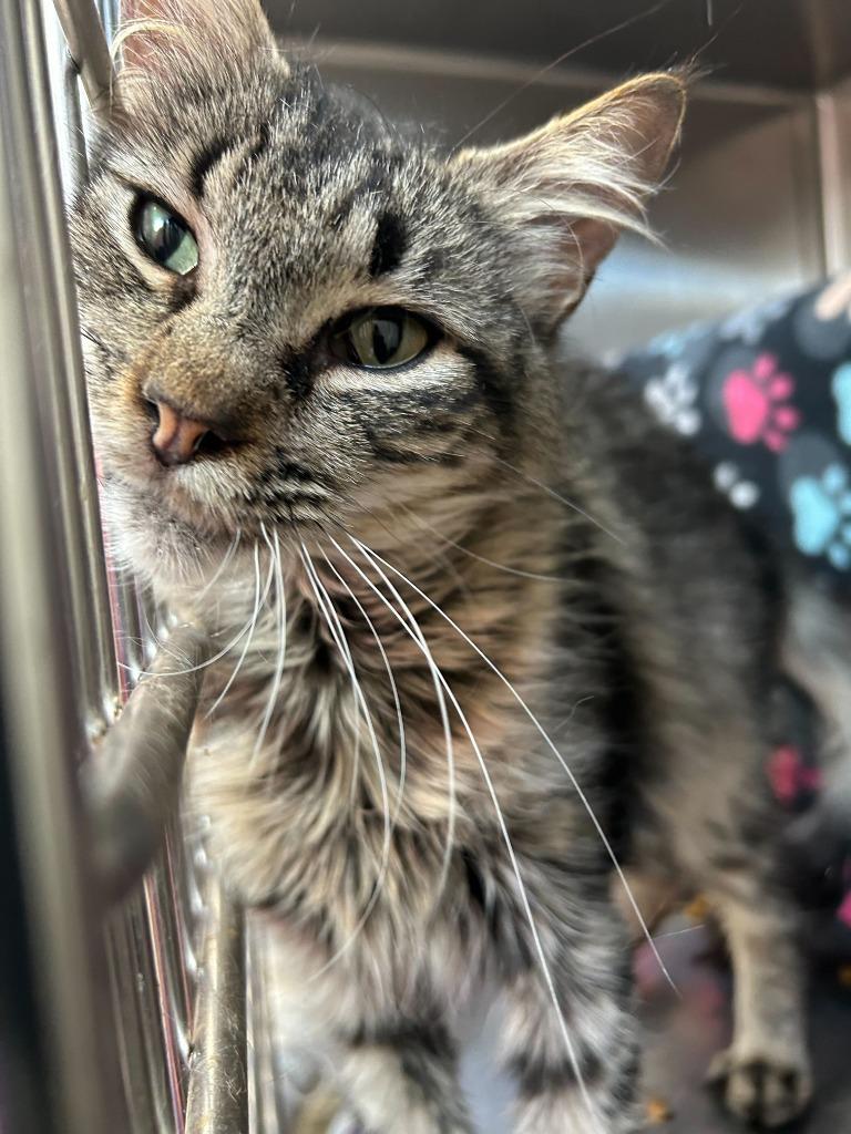 Cinderella, Adoptable, Young Female Domestic Long Hair.