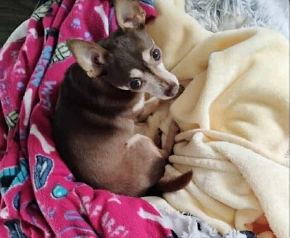 Felix, ADOPTABLE, Adult Male Chihuahua.
