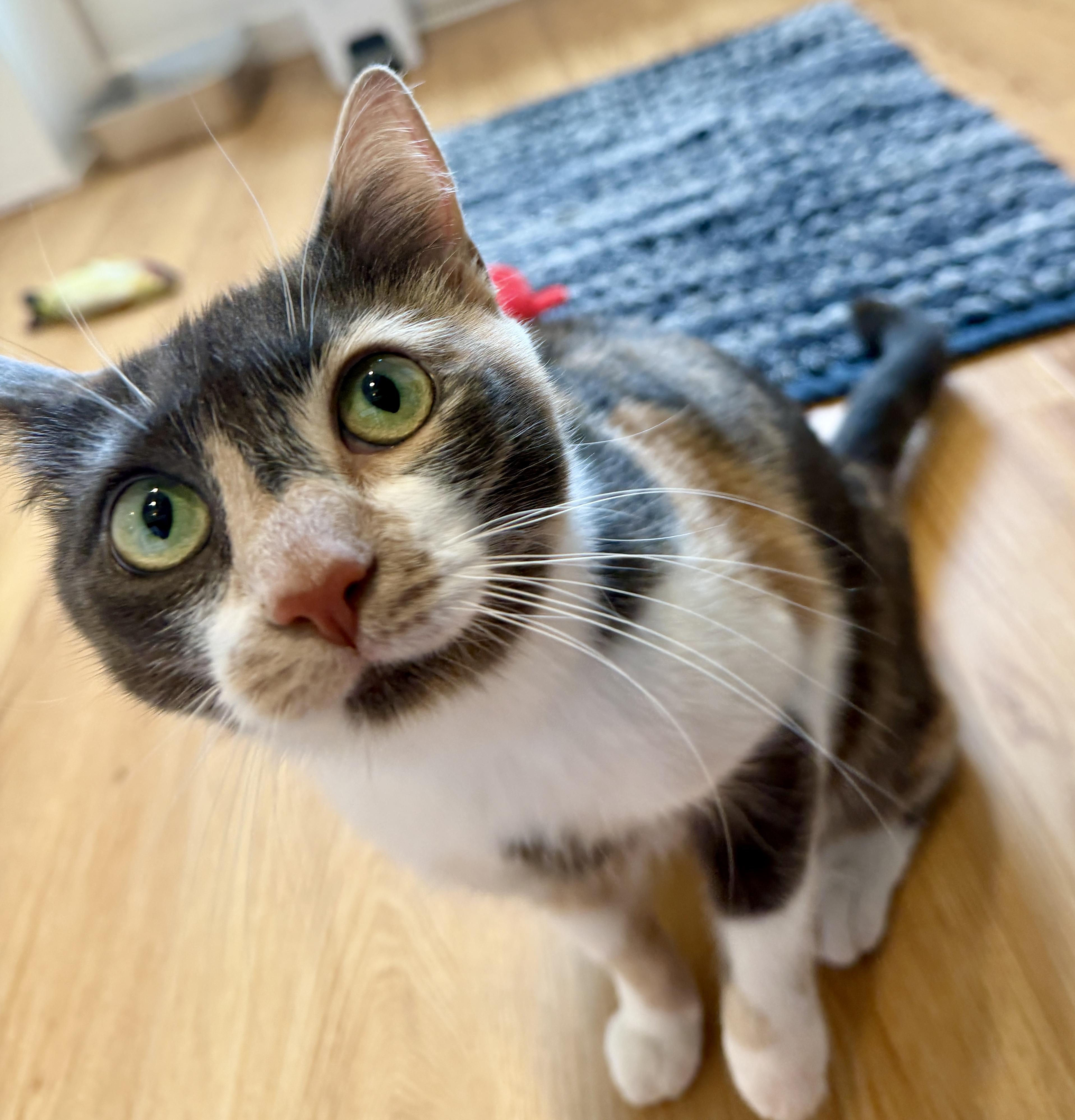 Enlarge April, a ADOPTABLE American Shorthair in Hull, MA image 4/5