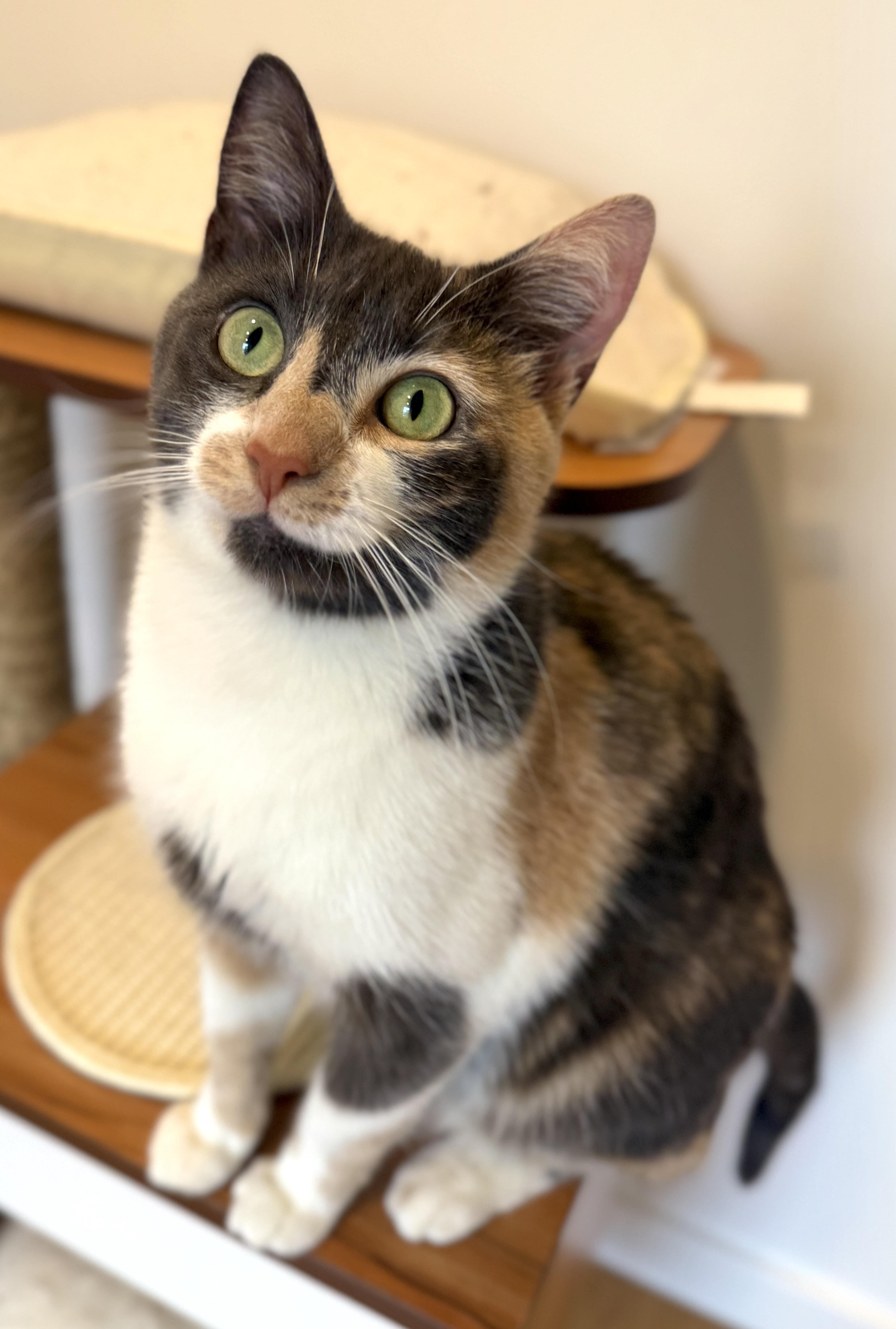 Enlarge April, a ADOPTABLE American Shorthair in Hull, MA image 1/5
