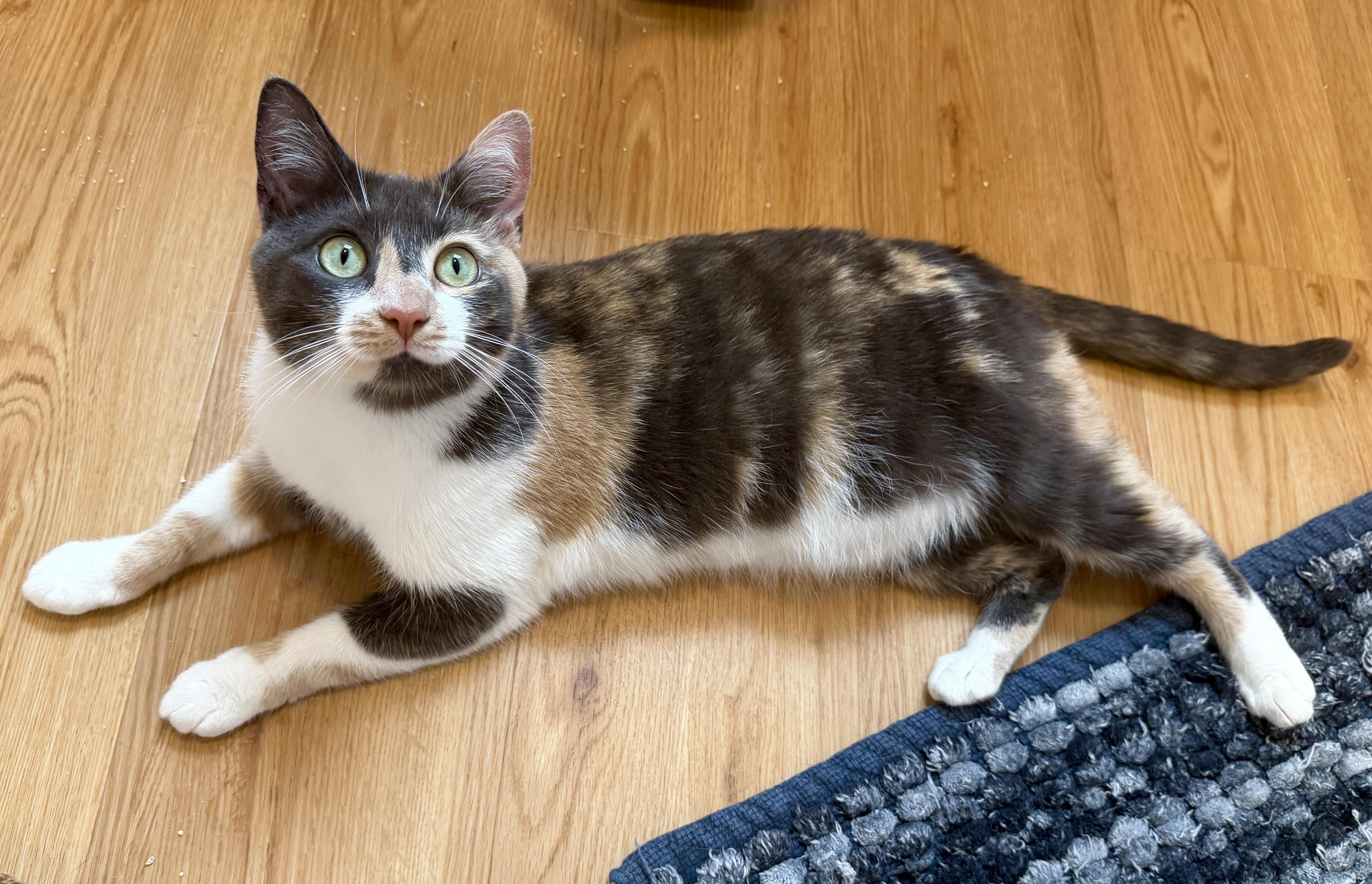 Enlarge April, a ADOPTABLE American Shorthair in Hull, MA image 3/5