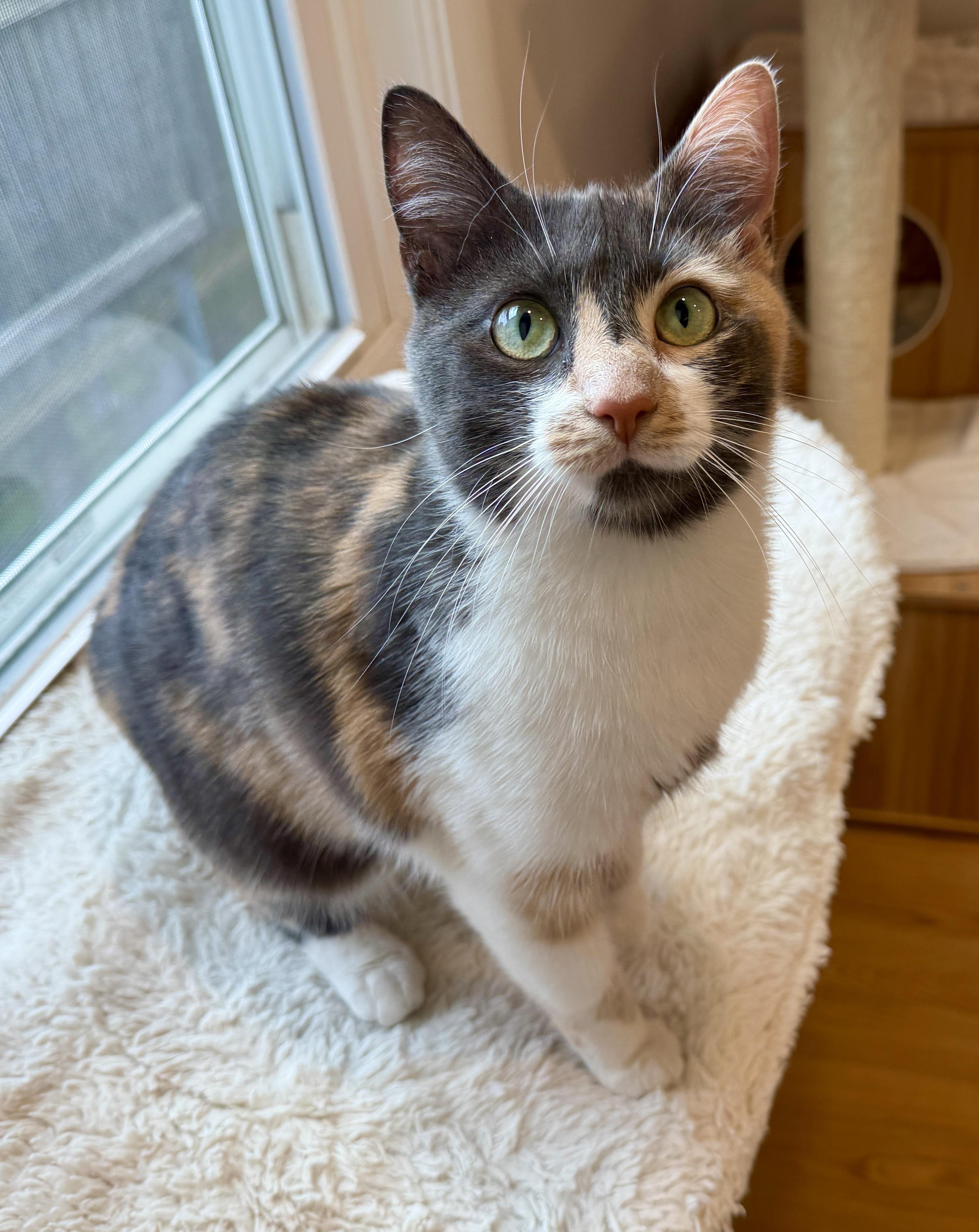 Enlarge April, a ADOPTABLE American Shorthair in Hull, MA image 5/5