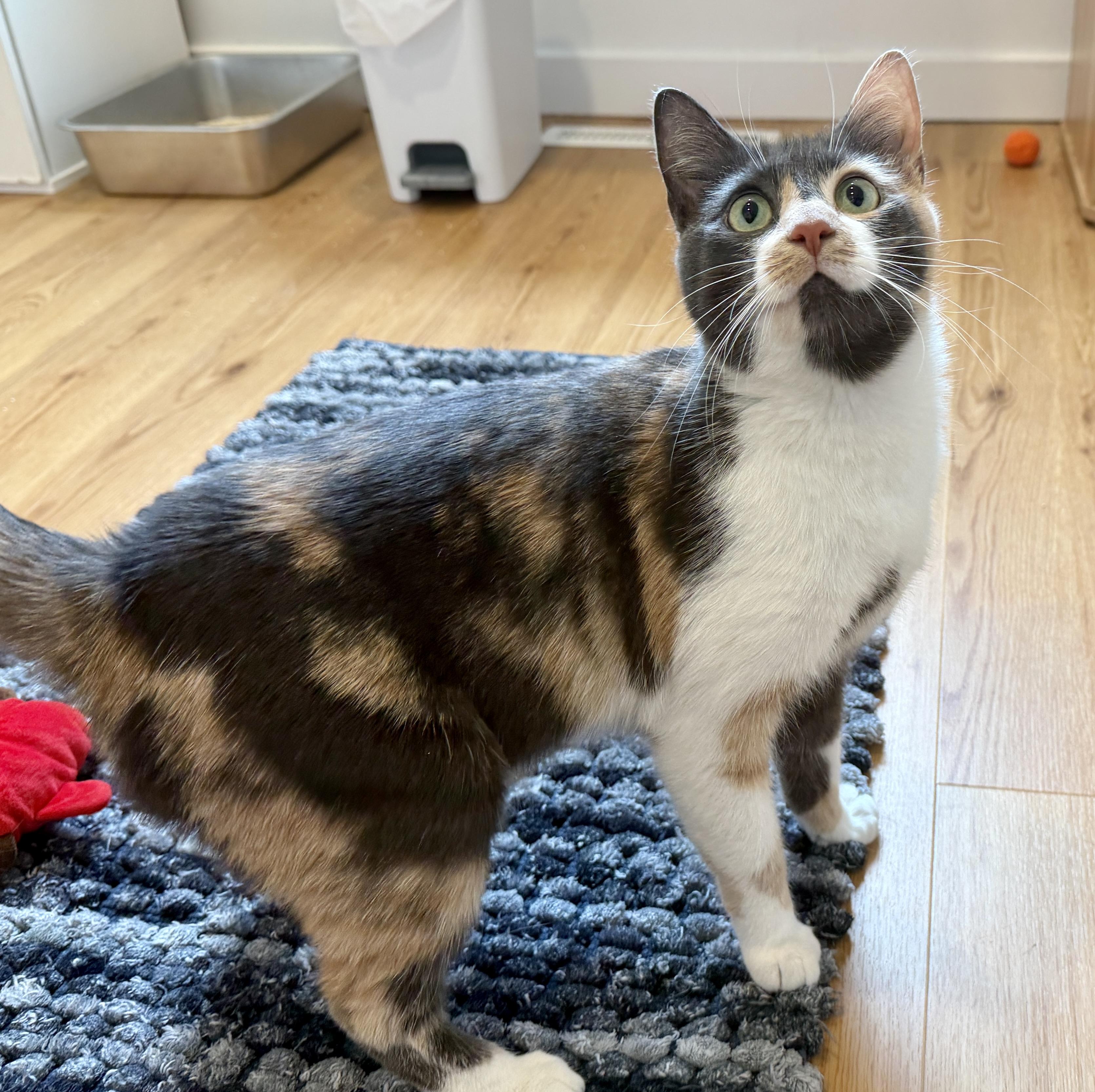 Enlarge April, a ADOPTABLE American Shorthair in Hull, MA image 2/5