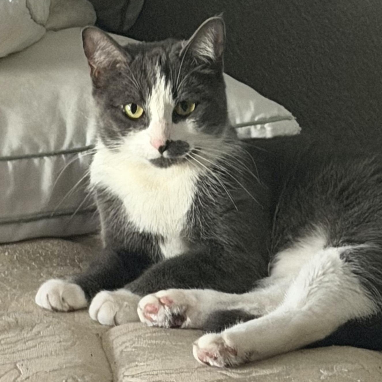 Enlarge Silver, a ADOPTABLE Domestic Short Hair in San Diego, CA image 1/1