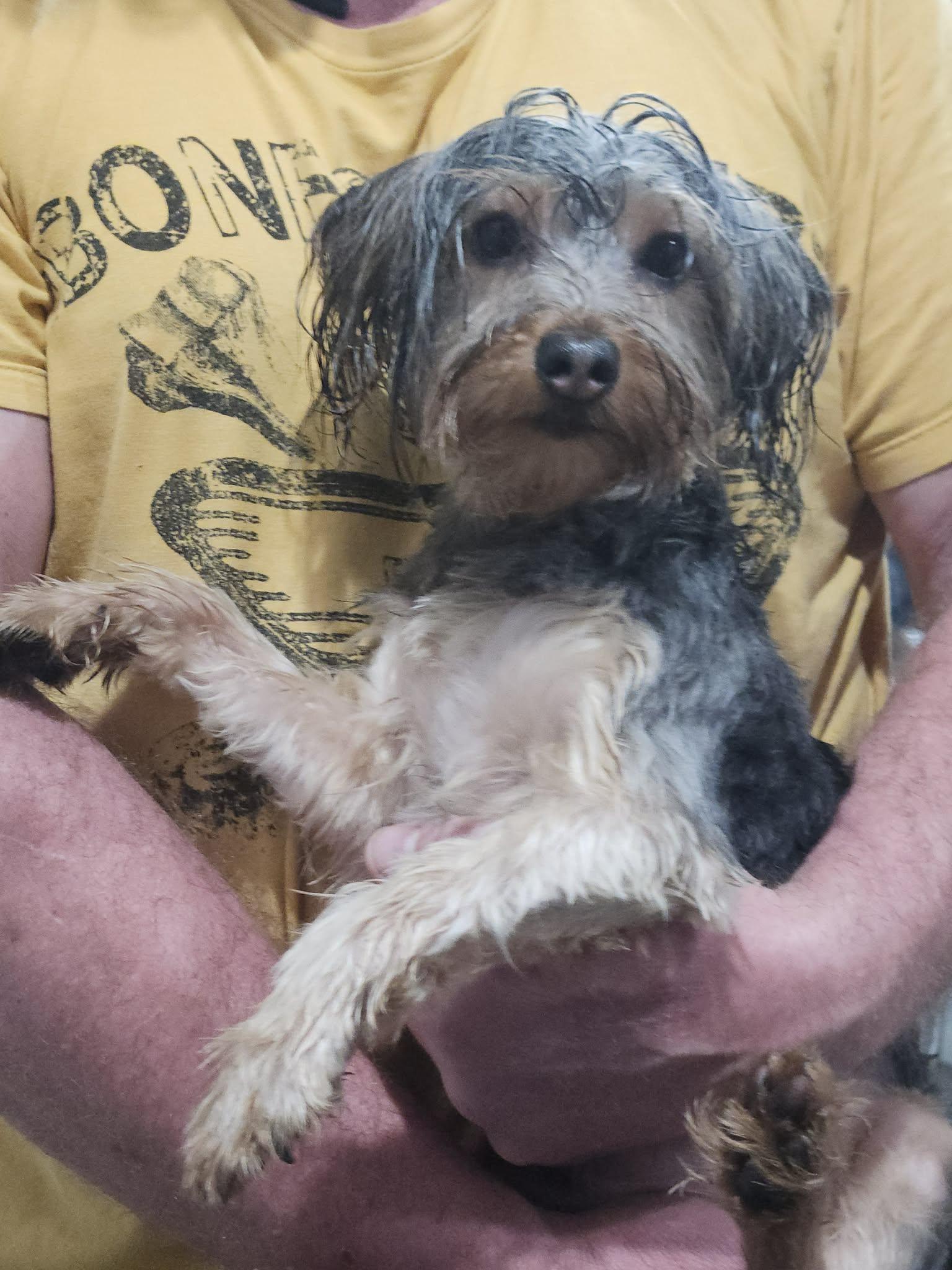 #273 Brutus, Adoptable, Puppy Male Yorkshire Terrier.