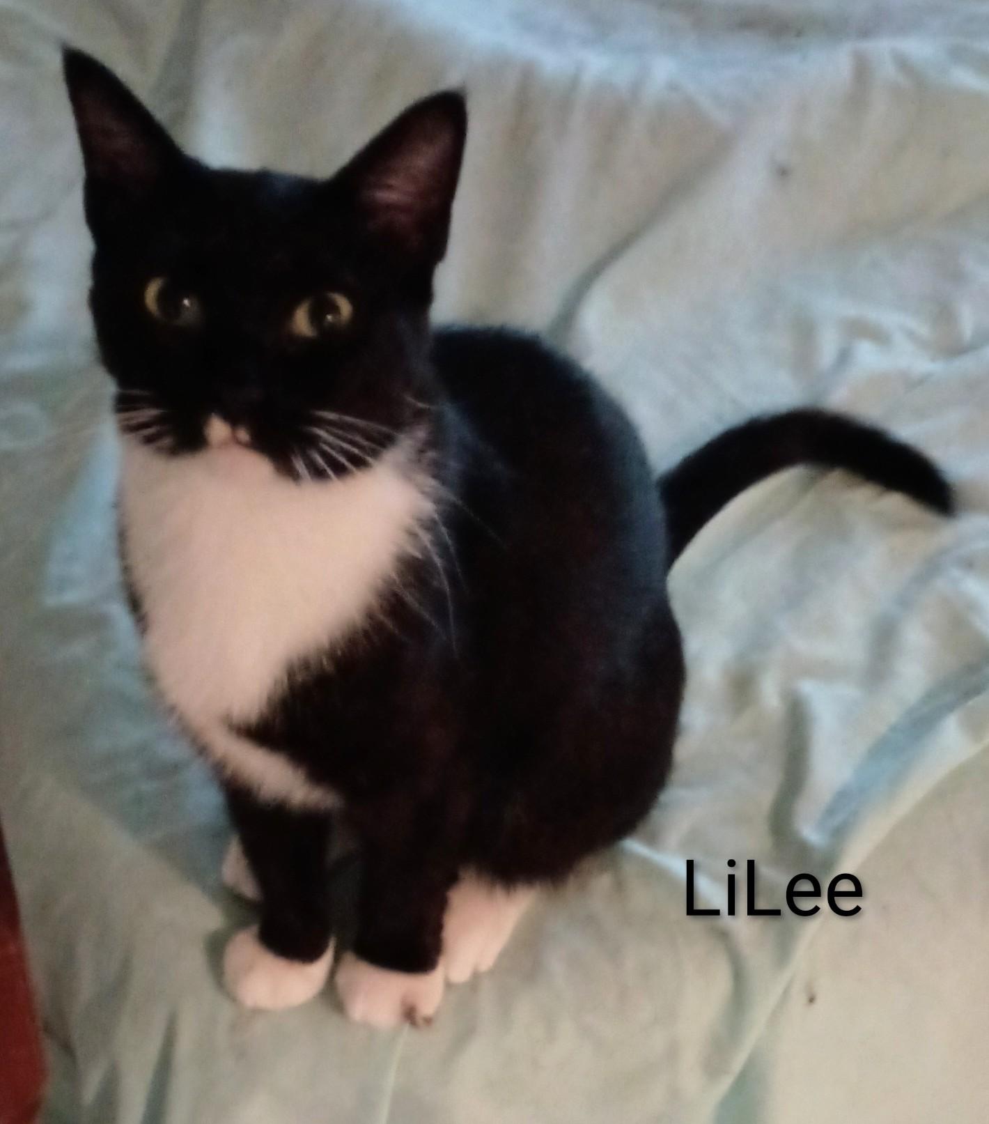 Enlarge LILEE, a ADOPTABLE American Shorthair in Wilmington, NC image 2/2