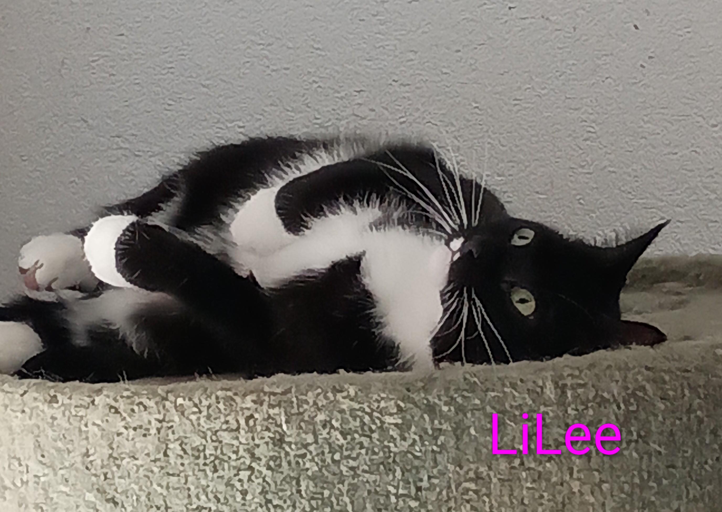 LILEE, ADOPTABLE, Adult Female American Shorthair.