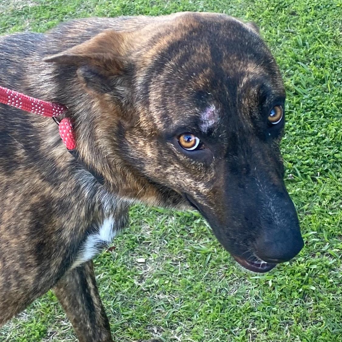 Enlarge Splash, a Adoptable mixed breed in Ransomville, NY image 6/6