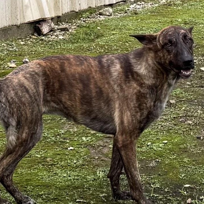 Enlarge Splash, a Adoptable mixed breed in Ransomville, NY image 2/6