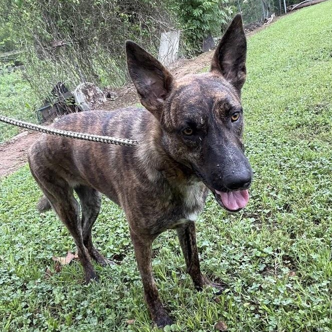 Splash, Adoptable, Young Female Shepherd.
