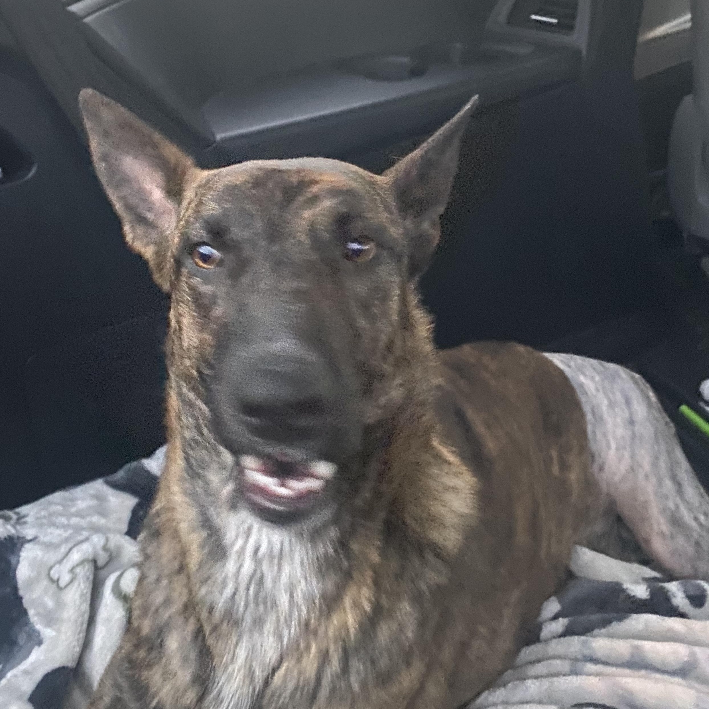 Enlarge Splash, a Adoptable mixed breed in Ransomville, NY image 5/6