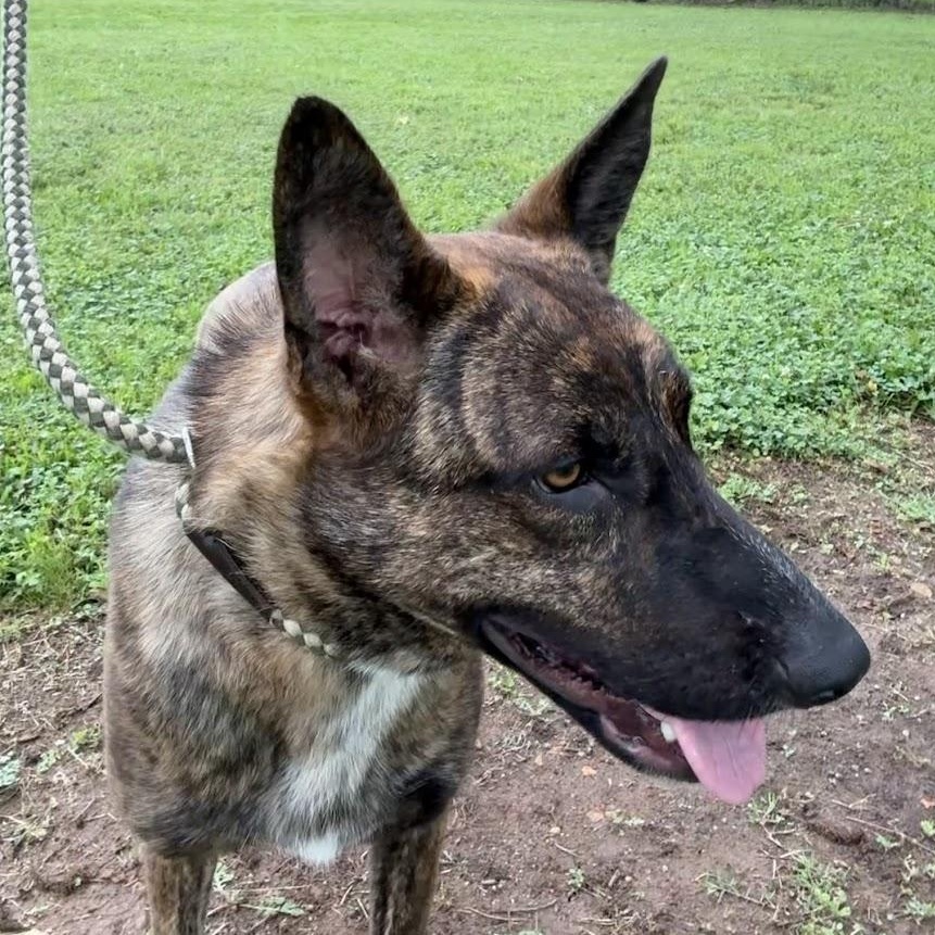 Enlarge Splash, a Adoptable mixed breed in Ransomville, NY image 3/6