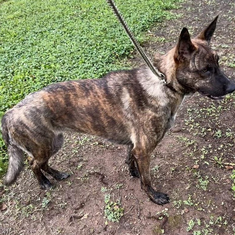 Enlarge Splash, a Adoptable mixed breed in Ransomville, NY image 4/6