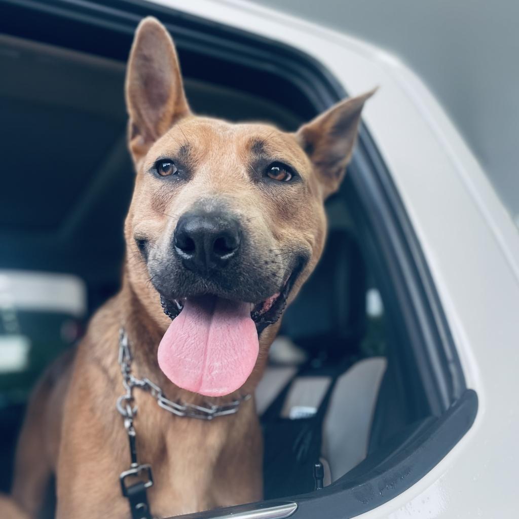 Mallard Sweeney, Adoptable, Adult Male Labrador Retriever & Mixed Breed.