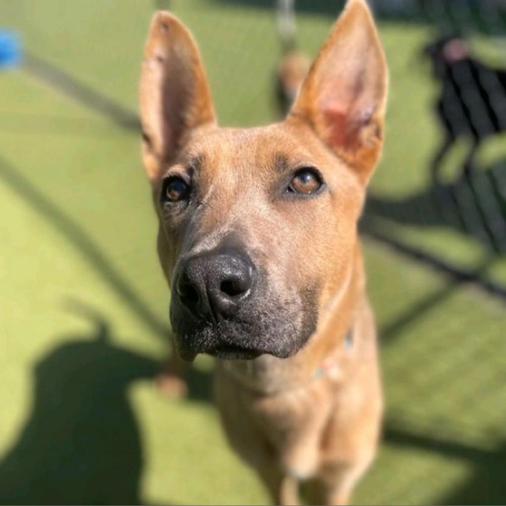 Mallard Sweeney, a Adoptable mixed breed in Peachtree City, GA image 3/3