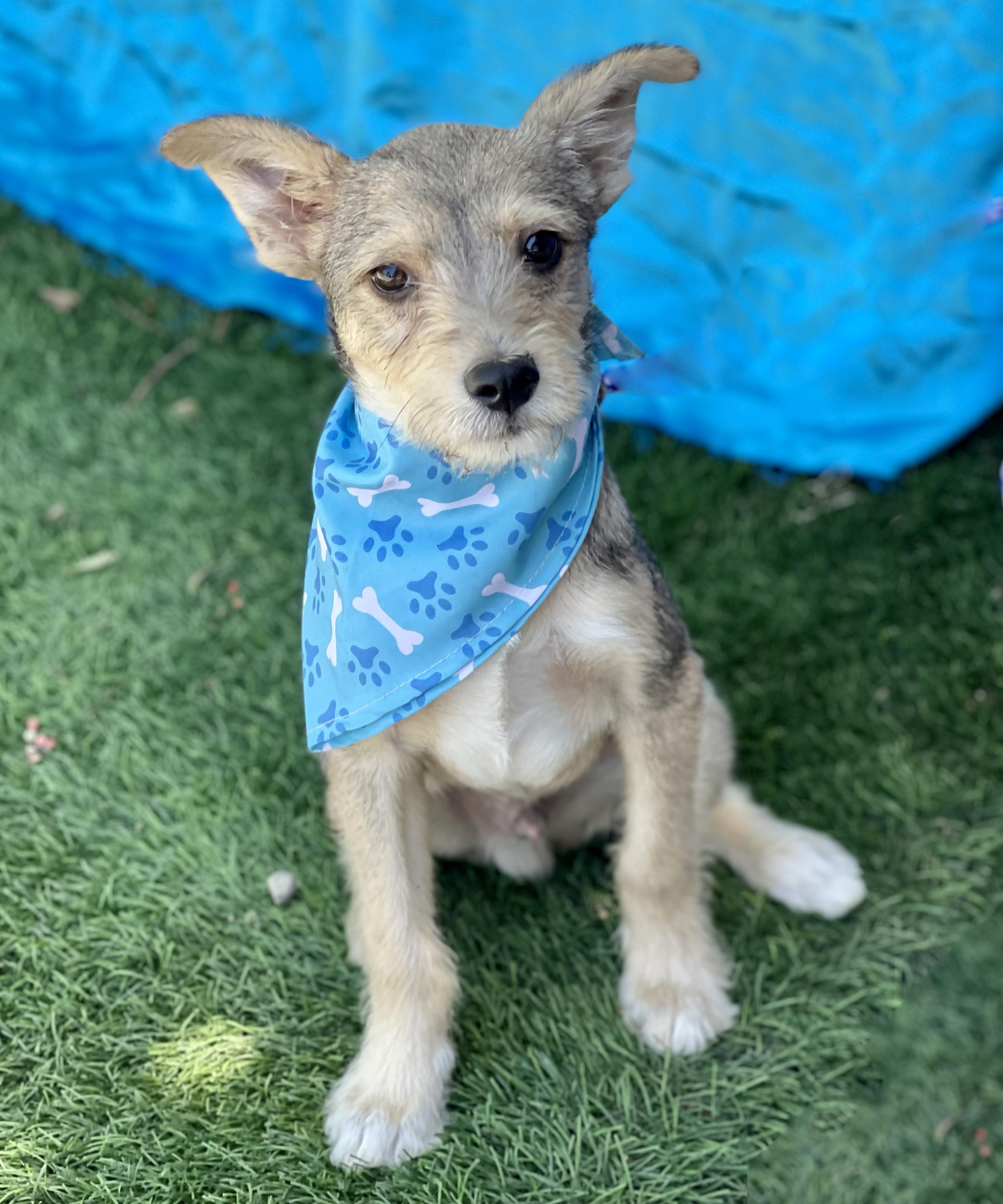 Enlarge LEO, an adopted mixed breed in Rowland Heights, CA image 3/4
