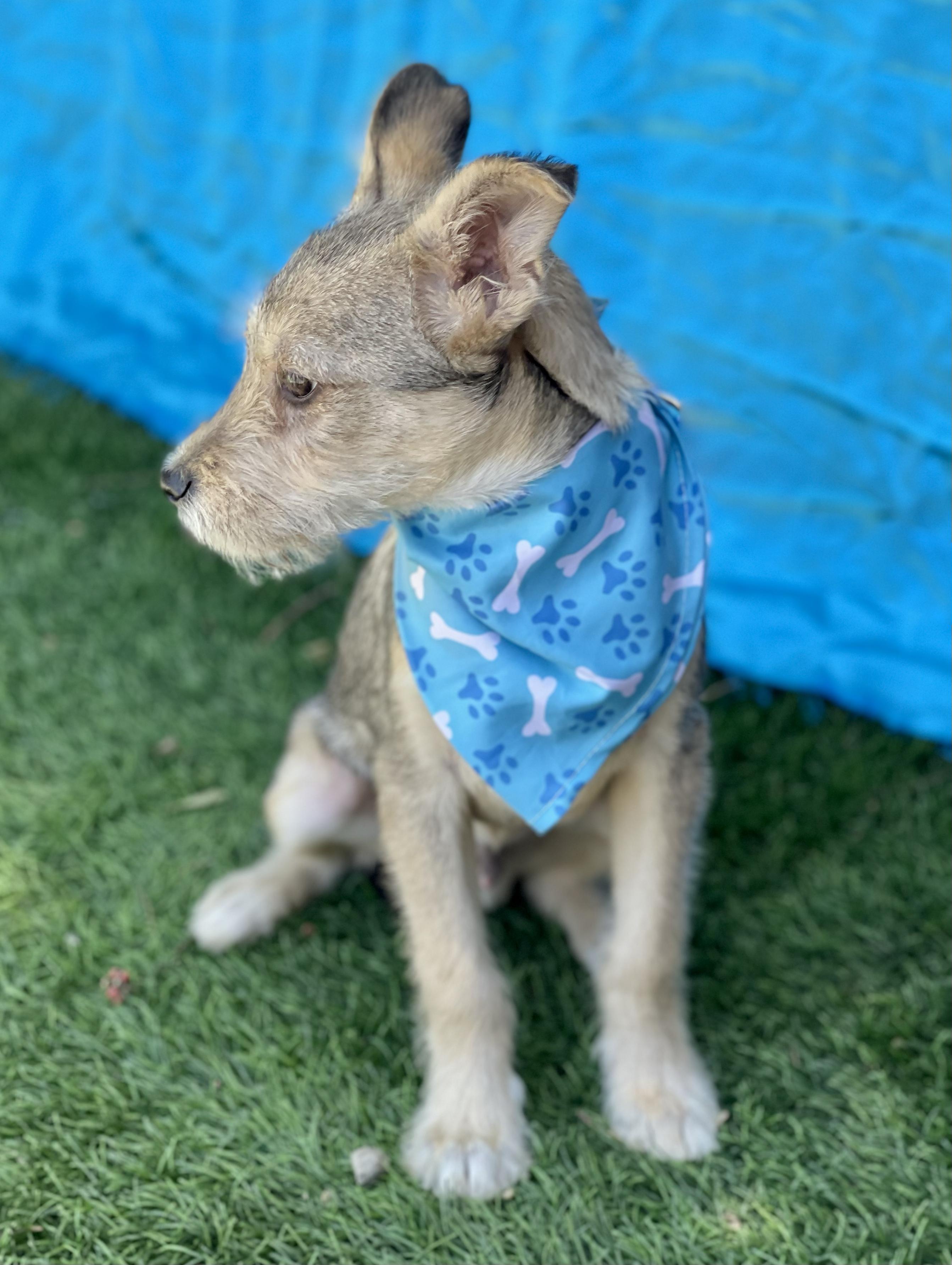 Enlarge LEO, an adopted mixed breed in Rowland Heights, CA image 4/4