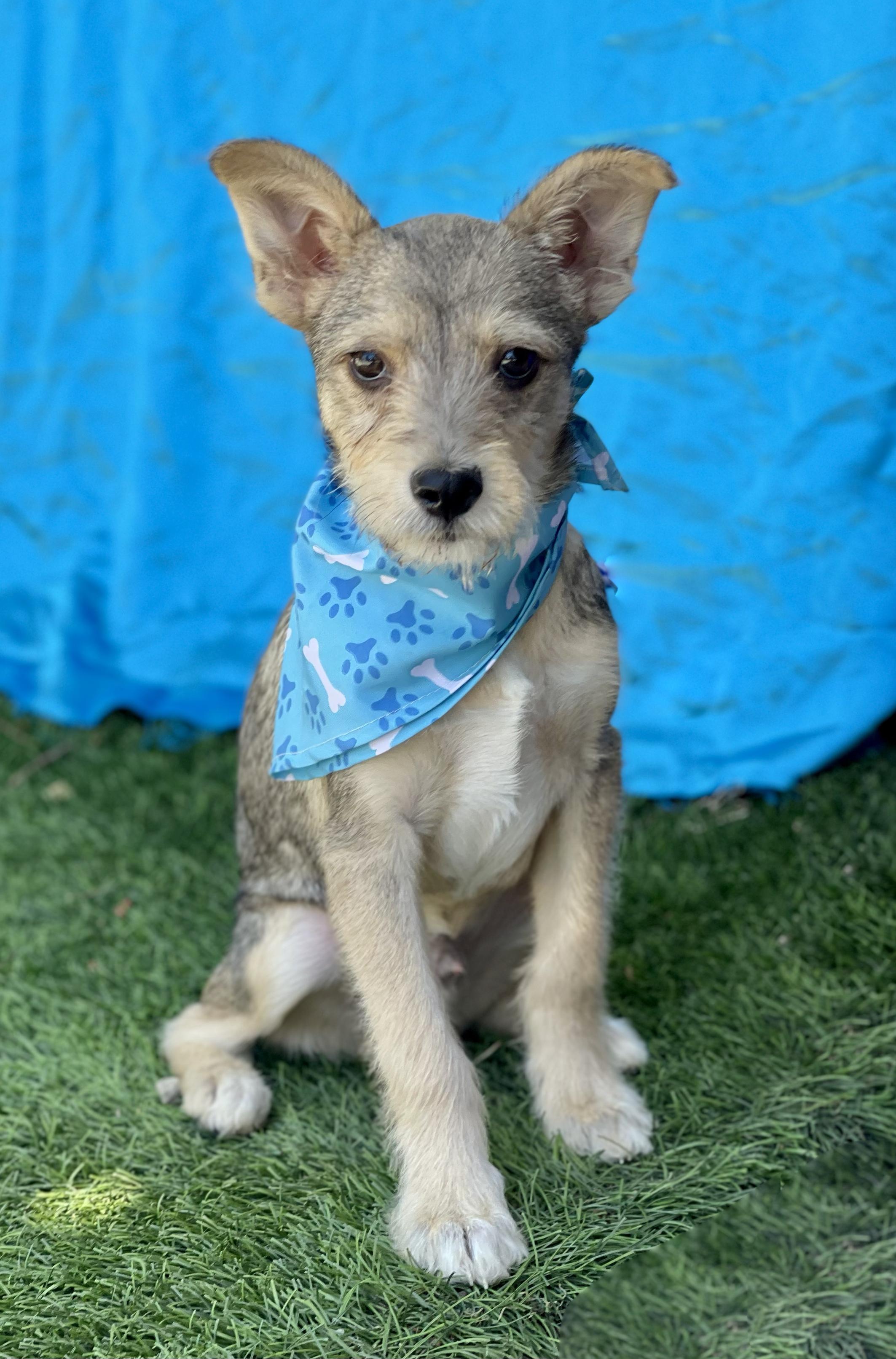 Enlarge LEO, an adopted mixed breed in Rowland Heights, CA image 2/4