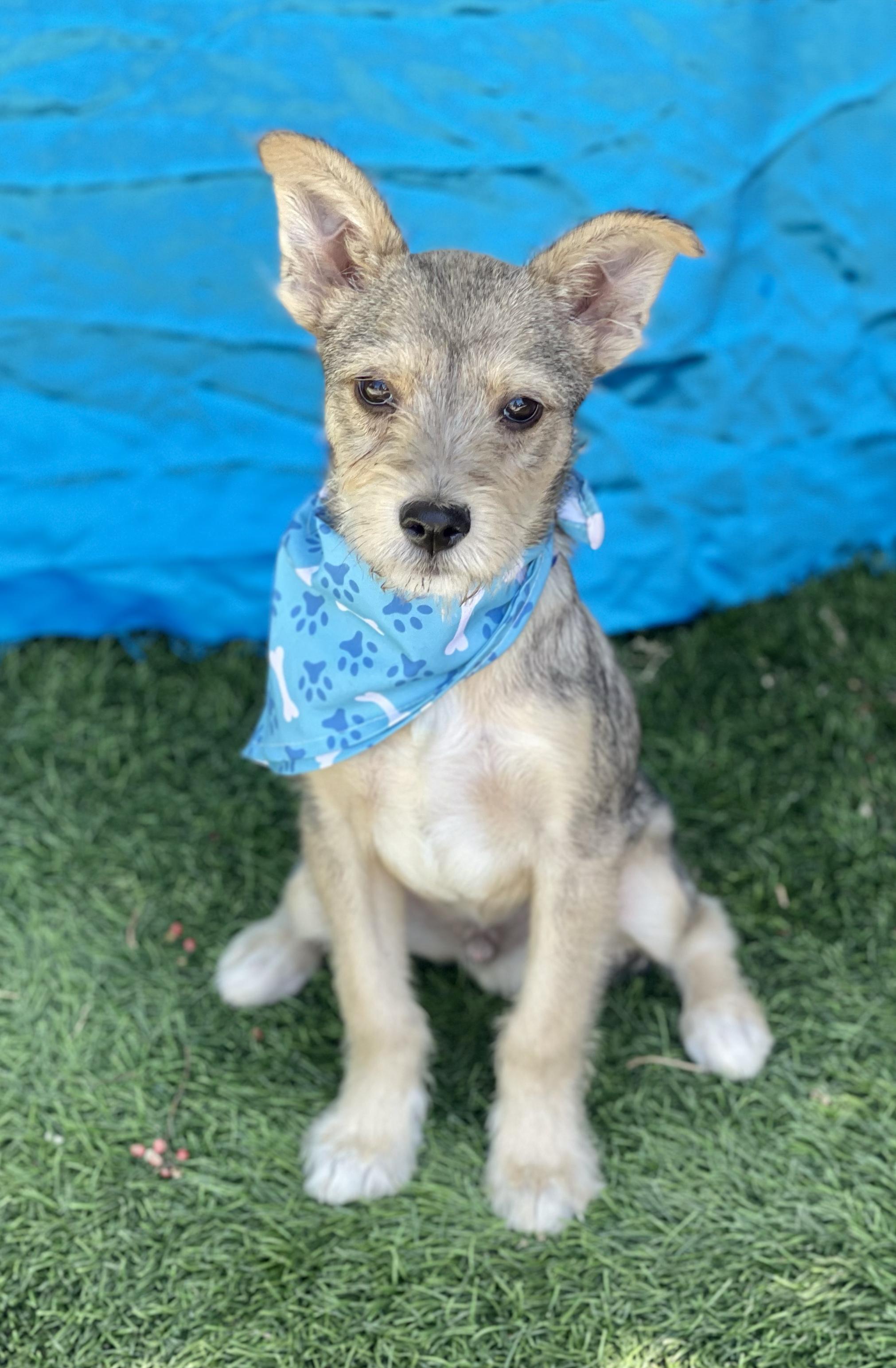 LEO, adopted, Puppy Male Miniature Schnauzer & Terrier.