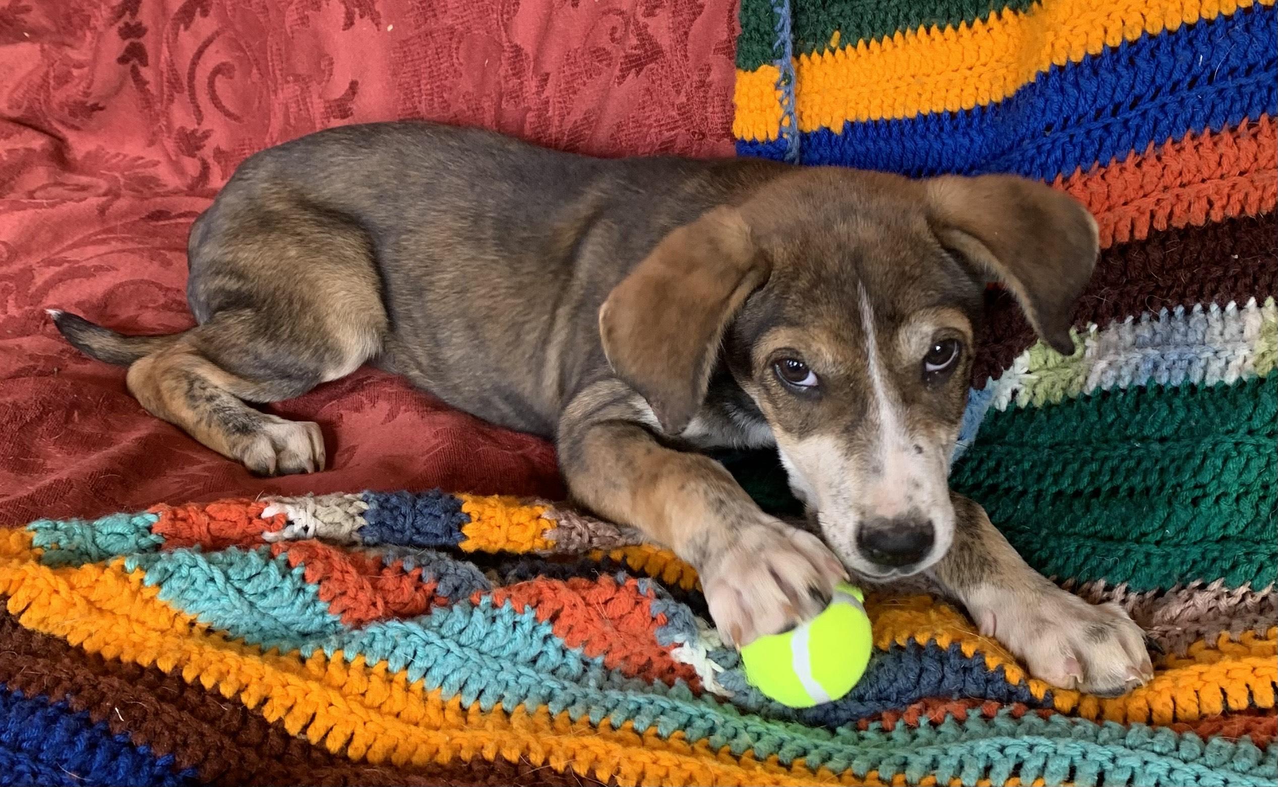 Enlarge Link, a Adoptable mixed breed in Farmington, NM image 4/5