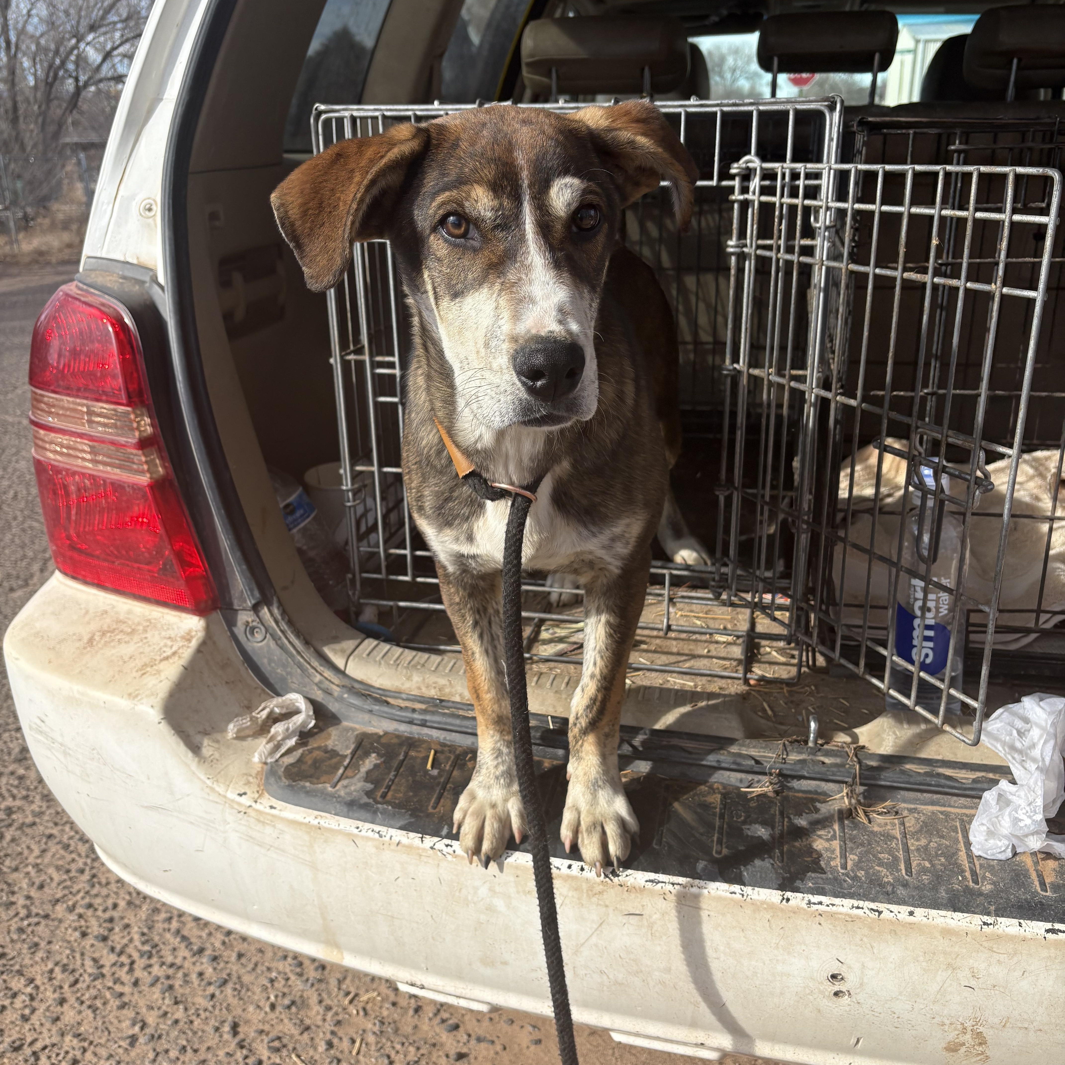 Enlarge Link, a Adoptable mixed breed in Farmington, NM image 2/5