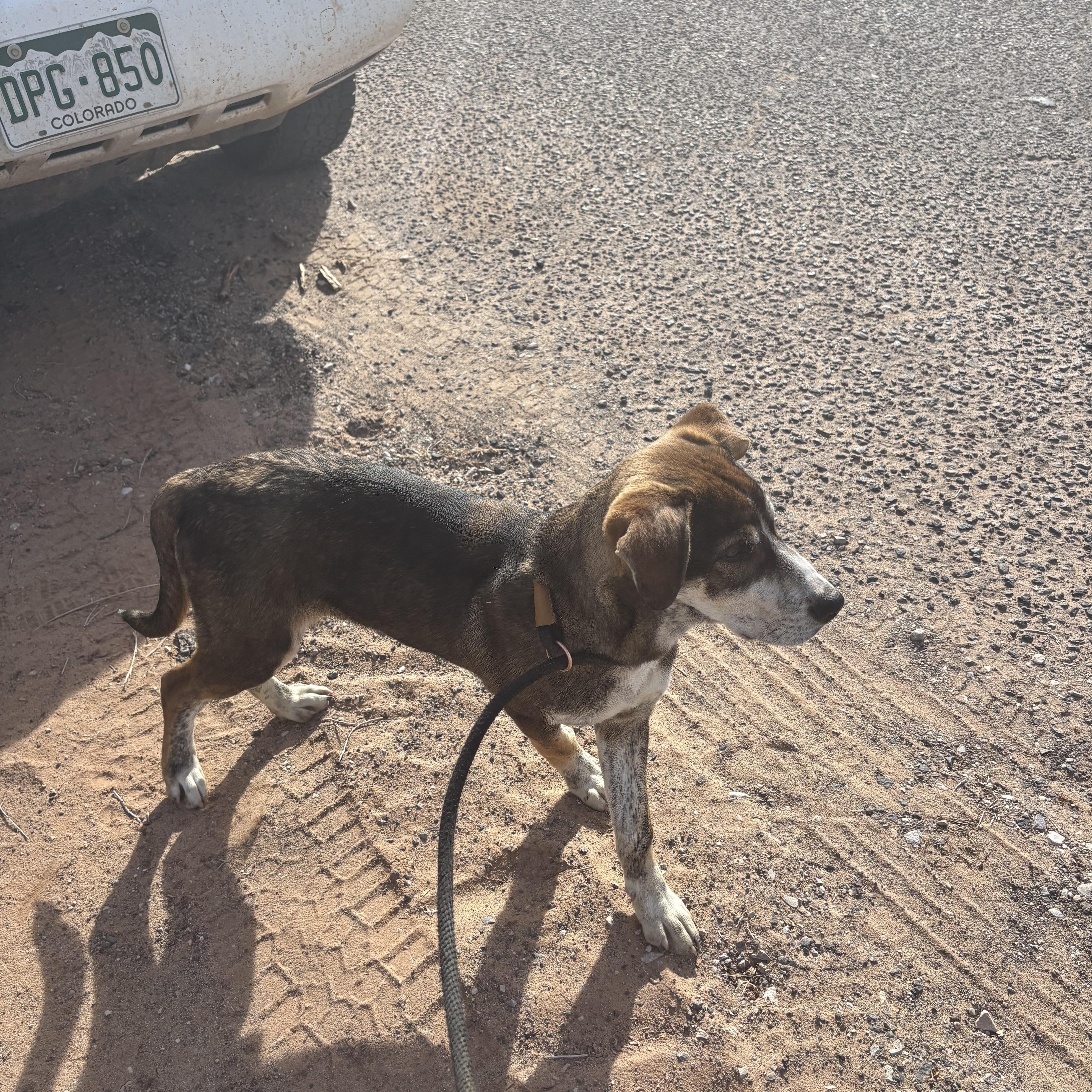 Enlarge Link, a Adoptable mixed breed in Farmington, NM image 3/5