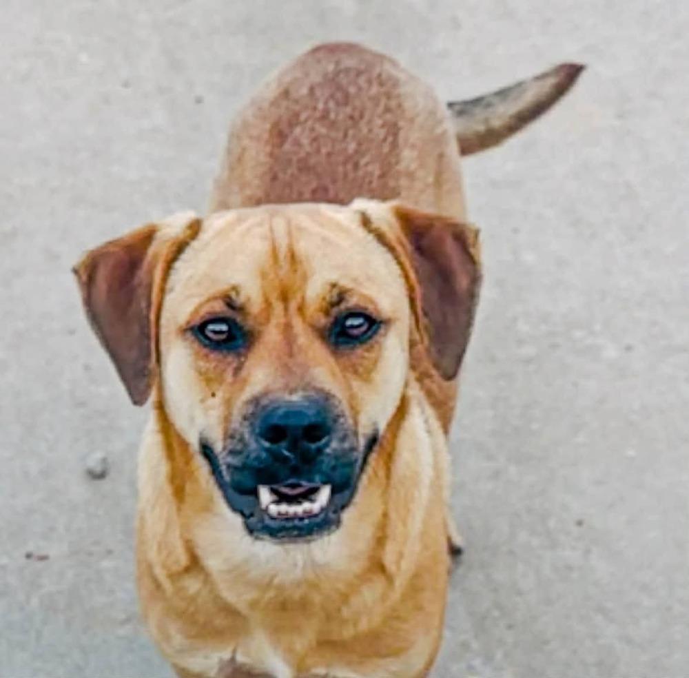 Max, a Adoptable mixed breed in Groveland, MA image 3/4
