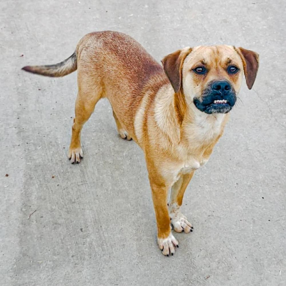 Max, Adoptable, Adult Male Mixed Breed.