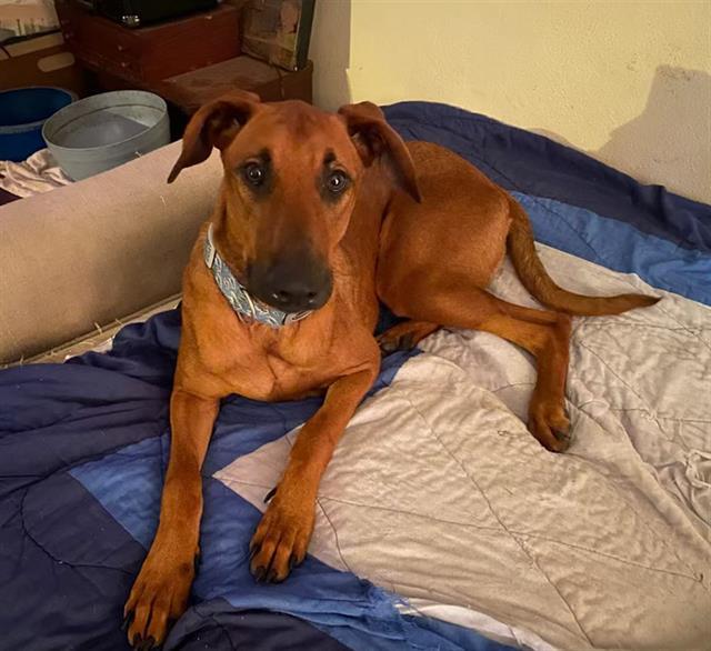 RIVER, Adoptable, Adult Male Mixed Breed.