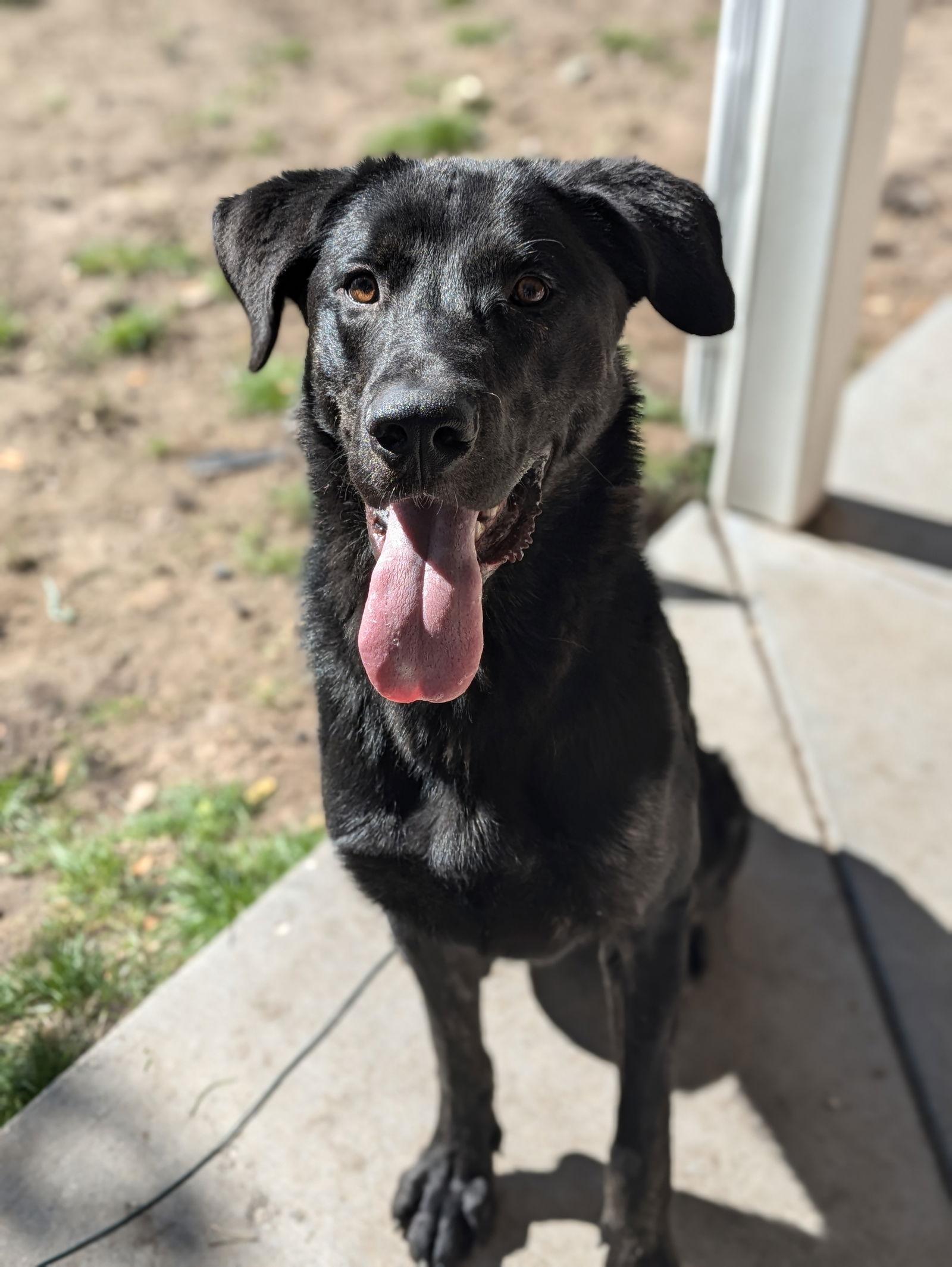 Skidder, Adopted, Adult Male Labrador Retriever.