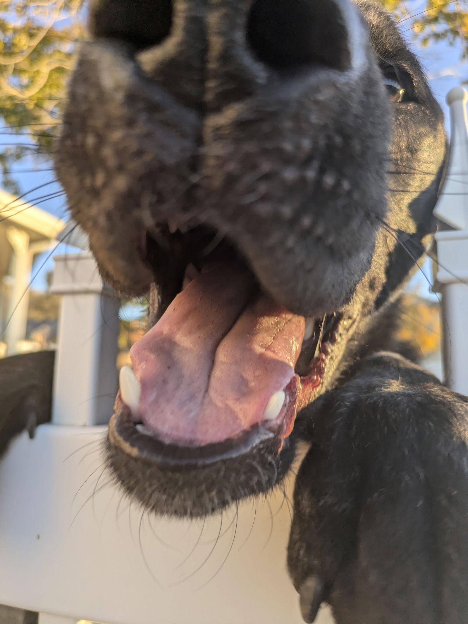 Enlarge Skidder, a Adopted Labrador Retriever in Salt Lake City, UT image 2/3