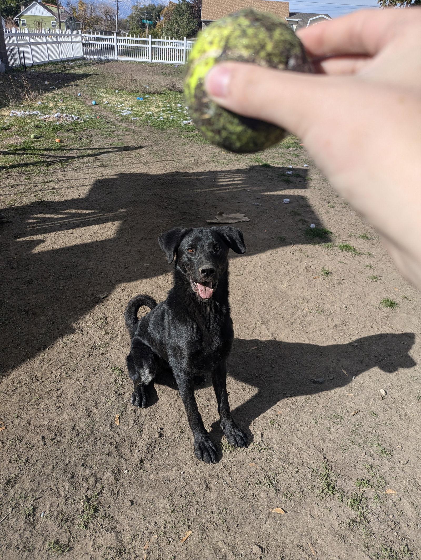 Enlarge Skidder, a Adopted Labrador Retriever in Salt Lake City, UT image 3/3