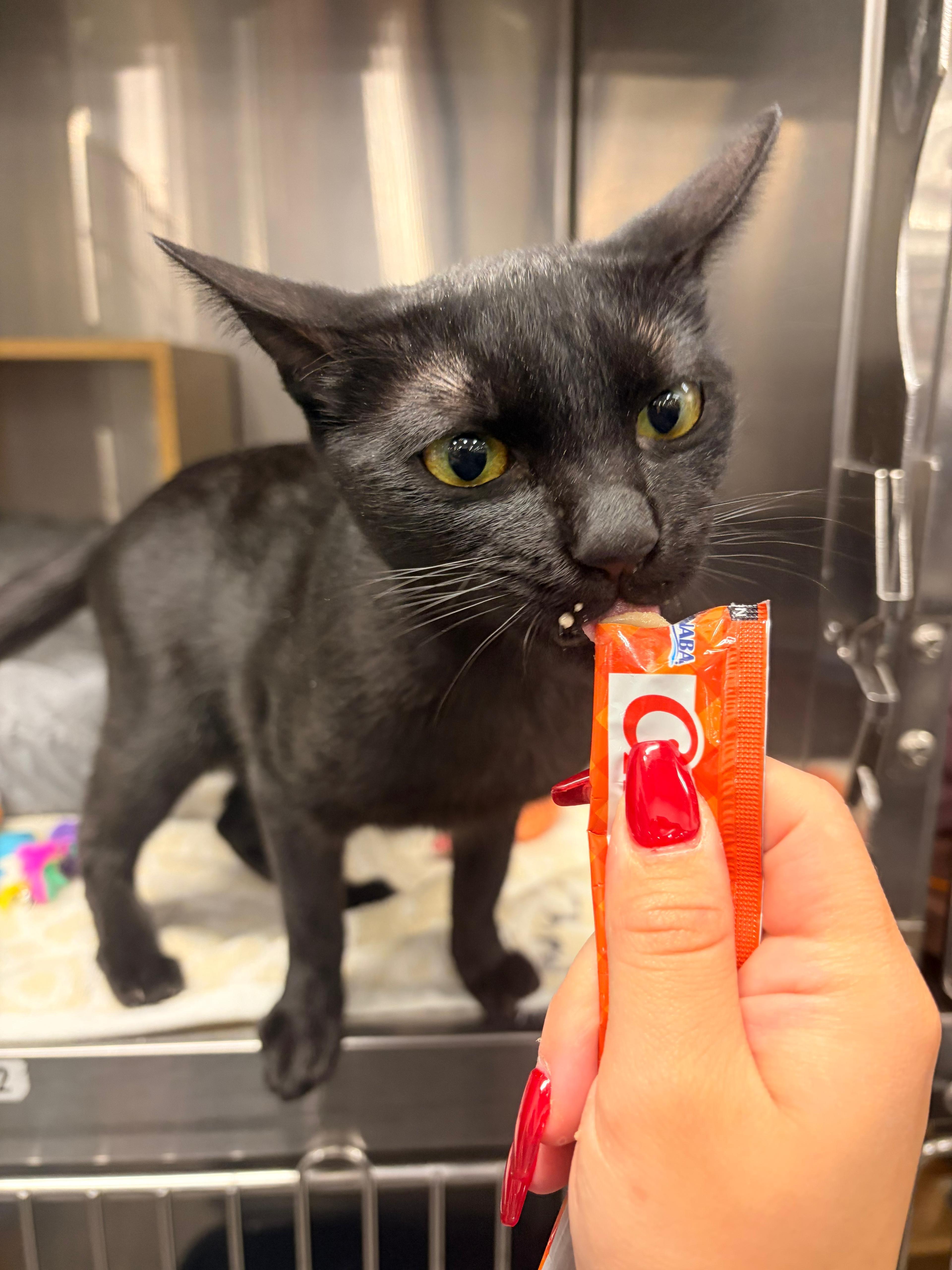 Avalon - cat available for adoption at The Ark of San Juan