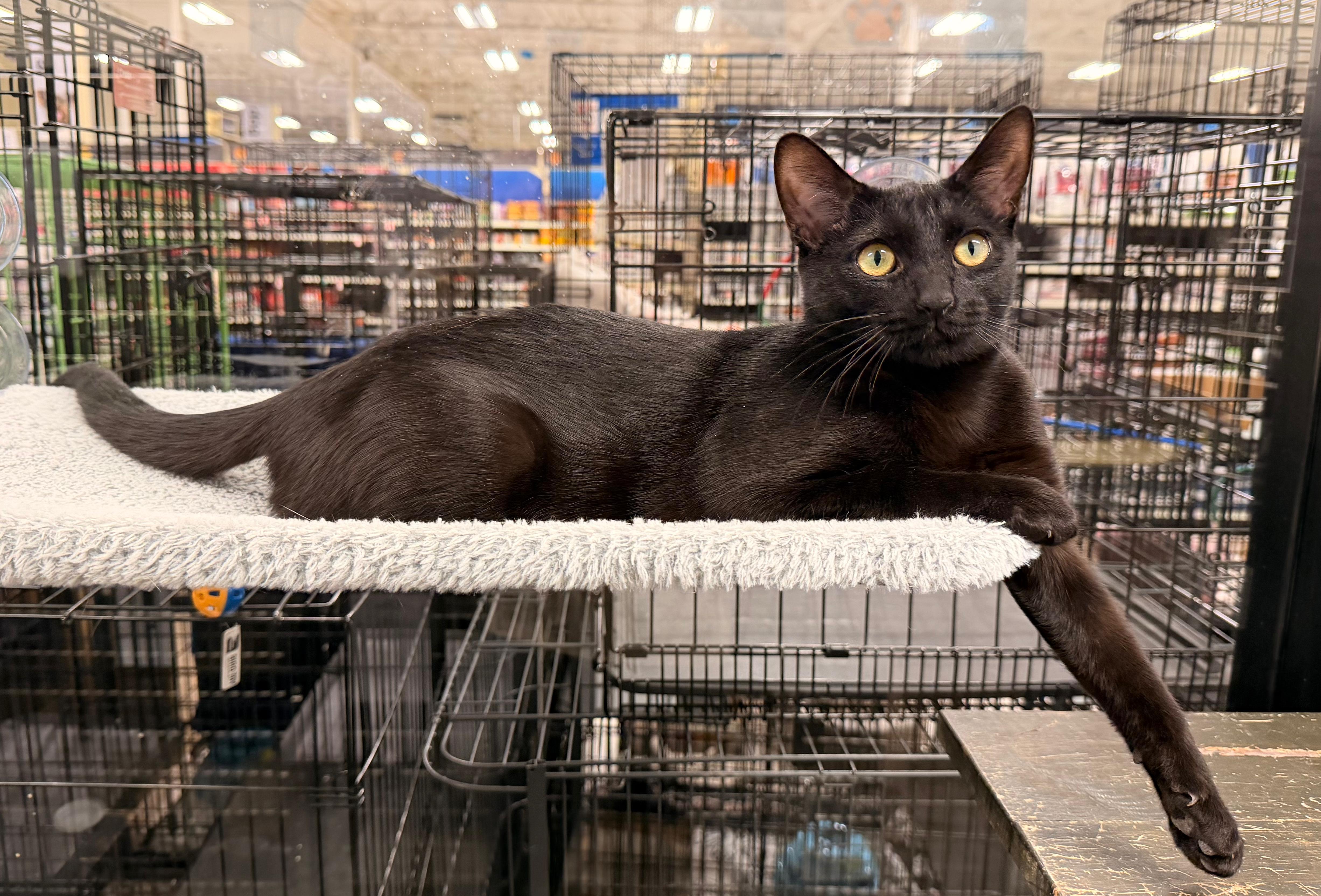 Enlarge Avalon, a Adoptable Domestic Short Hair in San Juan Capistrano, CA image 4/6