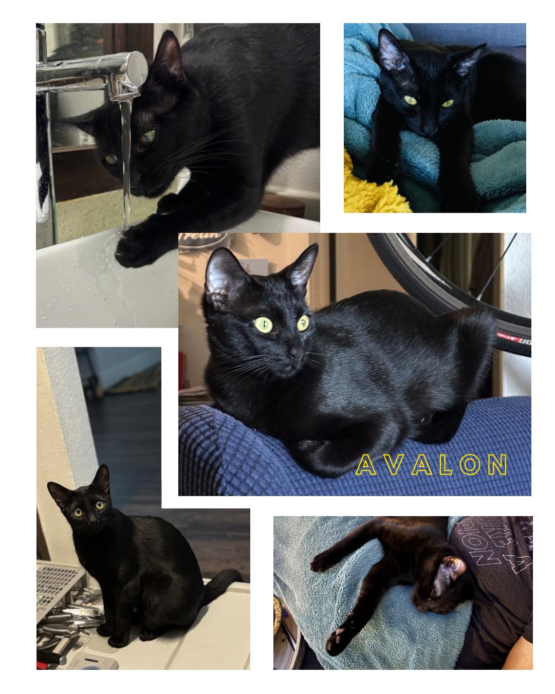 Avalon, Adoptable, Young Female Domestic Short Hair.