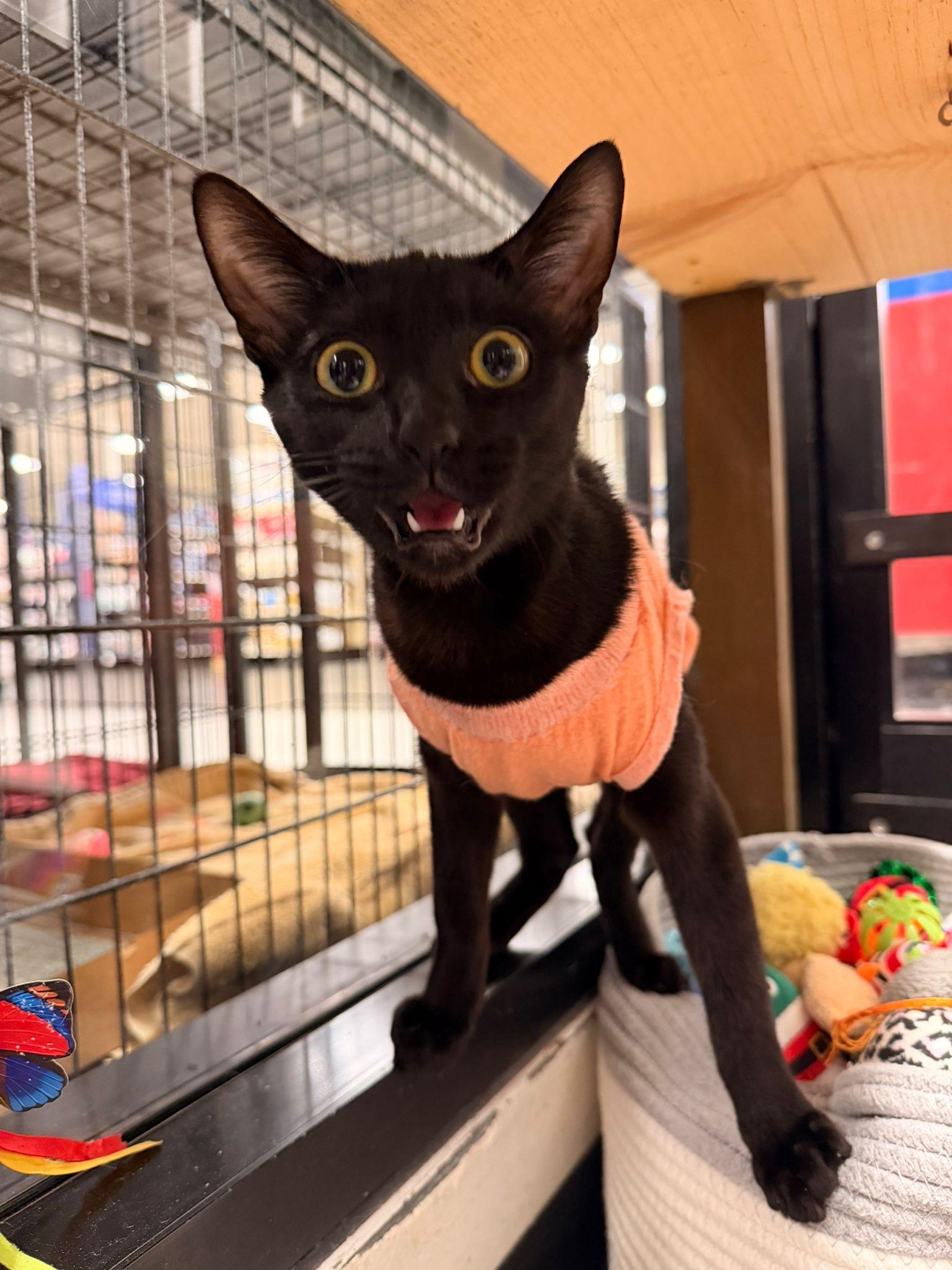 Avalon, Adoptable, Young Female Domestic Short Hair.