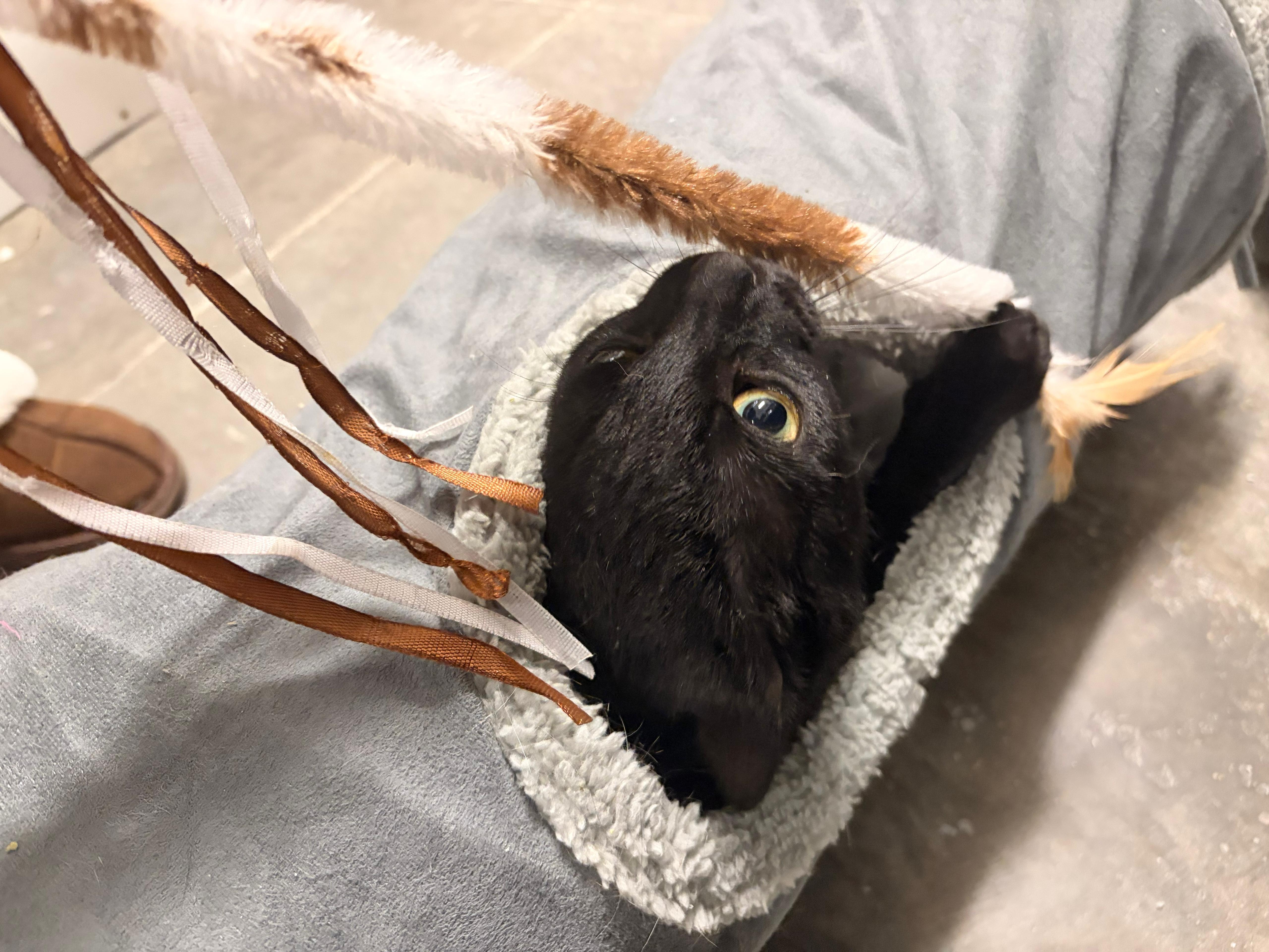 Enlarge Avalon, a Adoptable Domestic Short Hair in San Juan Capistrano, CA image 5/6