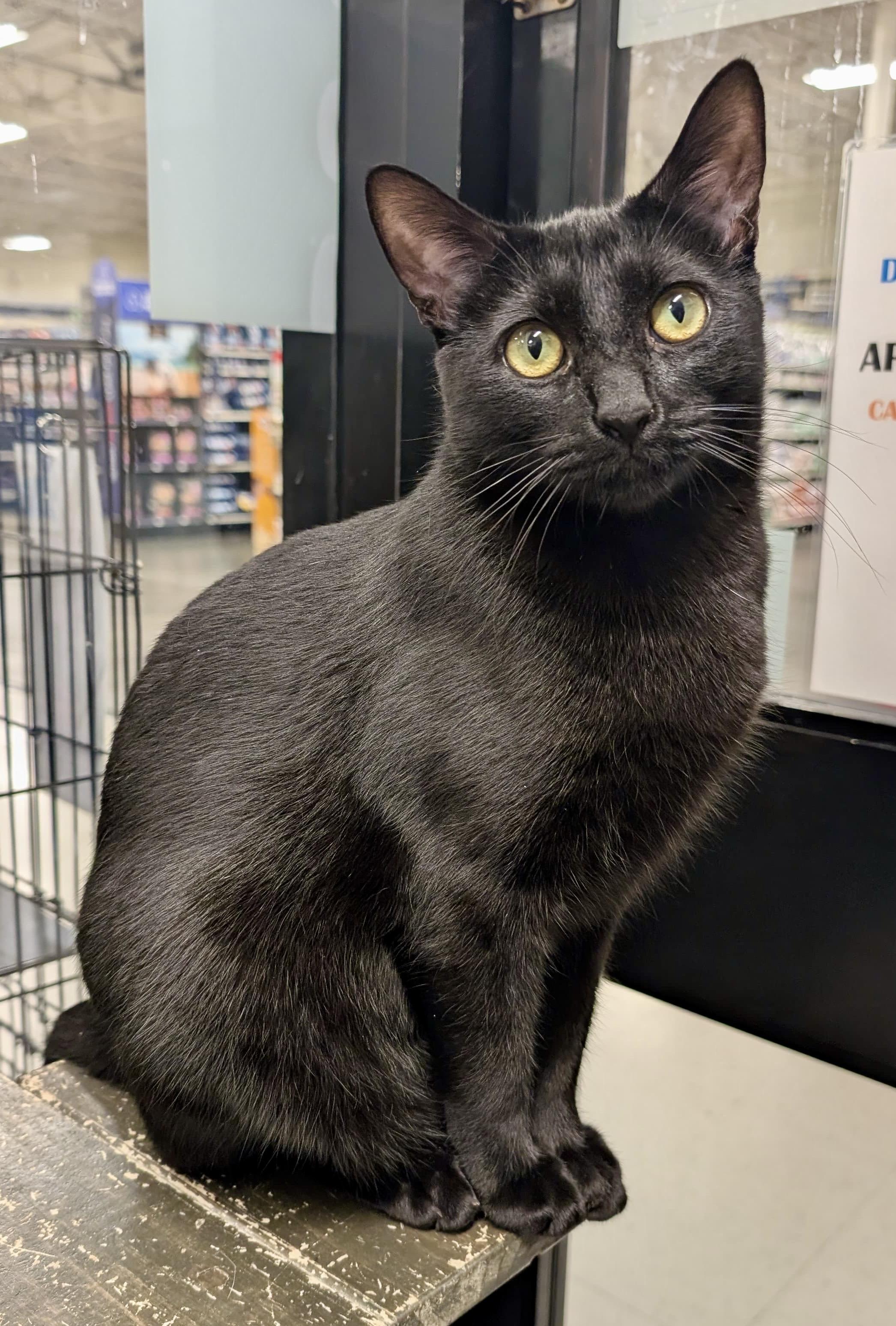 Avalon, Adoptable, Young Female Domestic Short Hair.