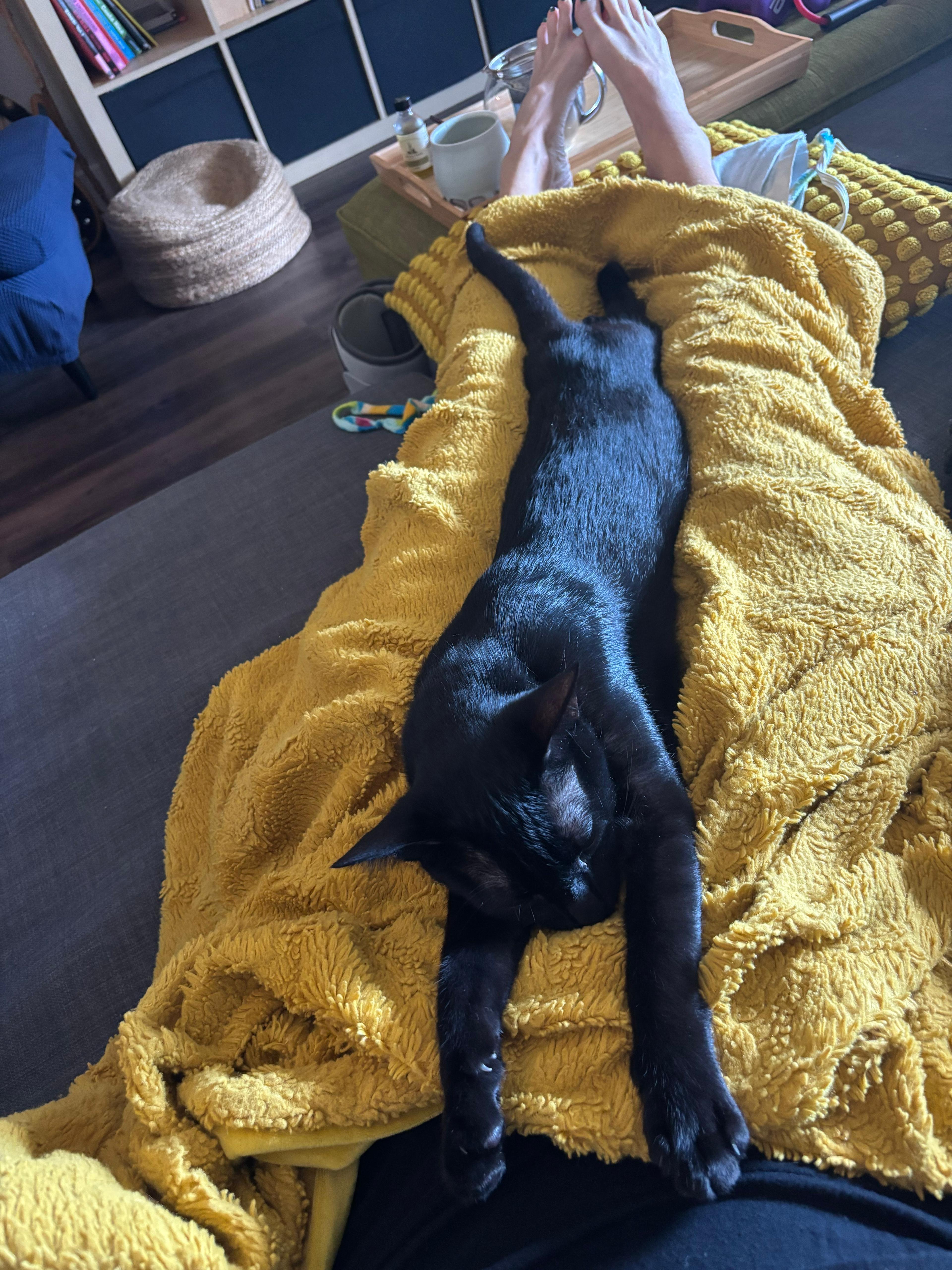 Enlarge Avalon, a Adoptable Domestic Short Hair in San Juan Capistrano, CA image 6/6