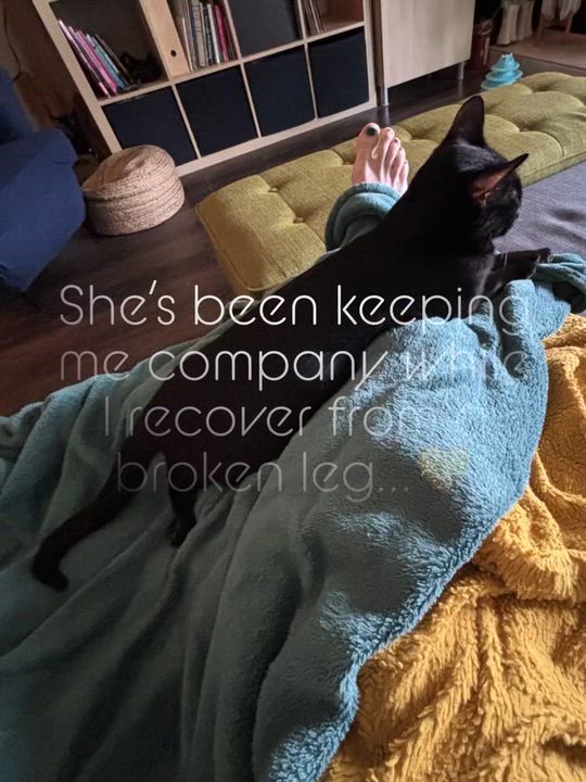 Enlarge Avalon, a Adoptable Domestic Short Hair in San Juan Capistrano, CA video 2/6