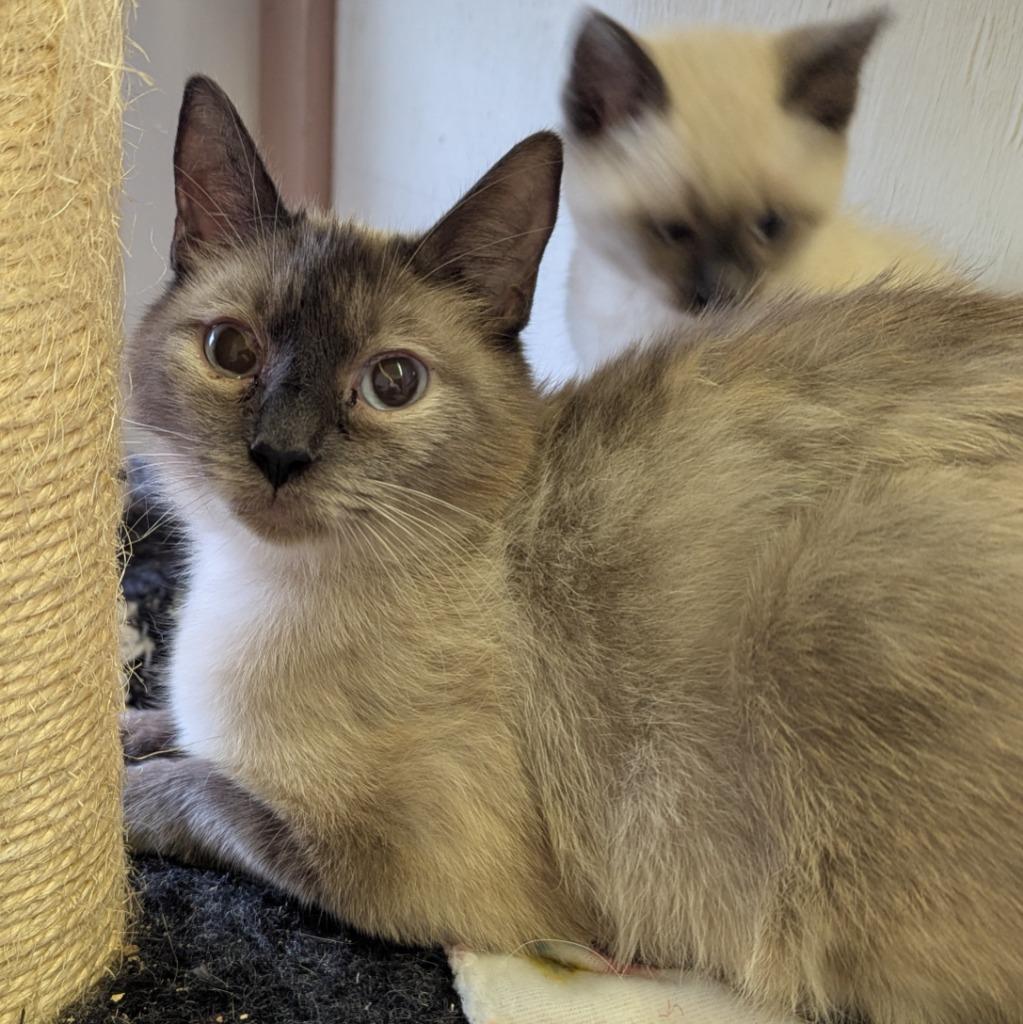 Biscuit, Adoptable, Young Female Siamese.