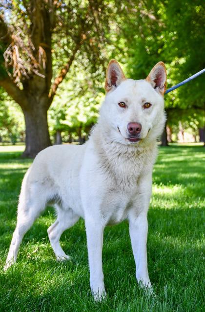 Buddy, a Adoptable mixed breed in Yakima, WA image 1/3
