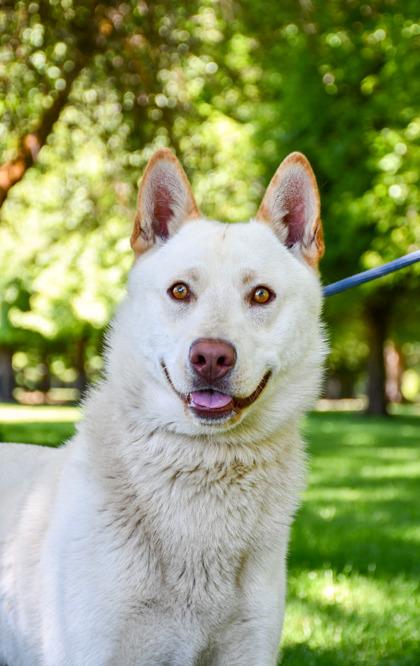 Buddy, a Adoptable mixed breed in Yakima, WA image 2/3